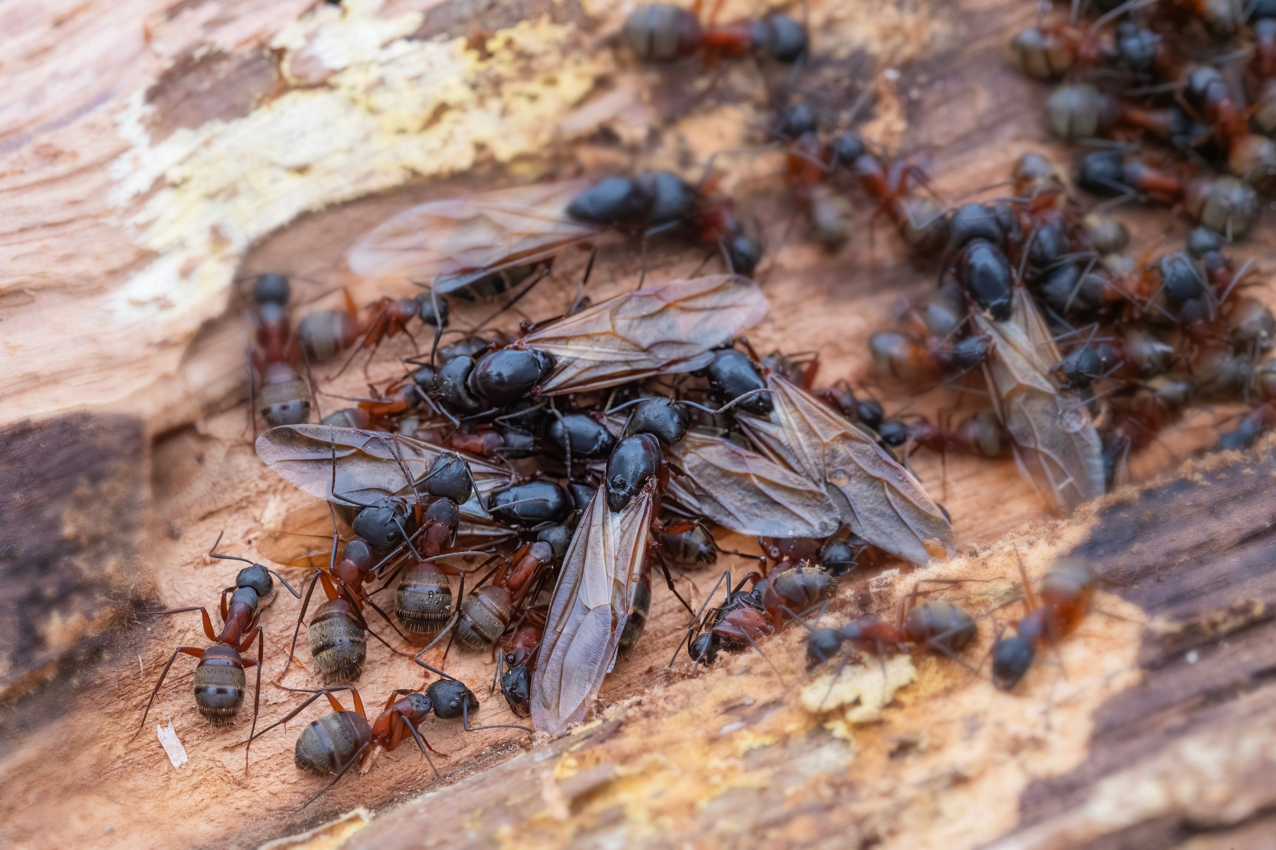 Telltale Signs of an Ant Infestation in Your Home