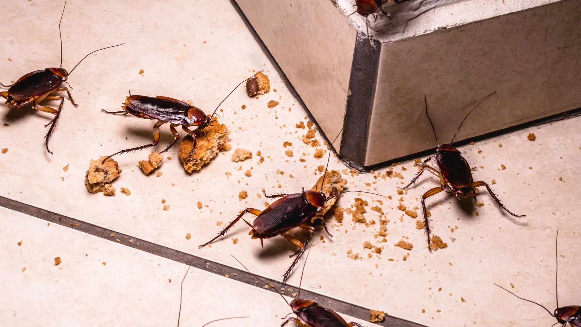 Pest Management Solutions for Southern California
