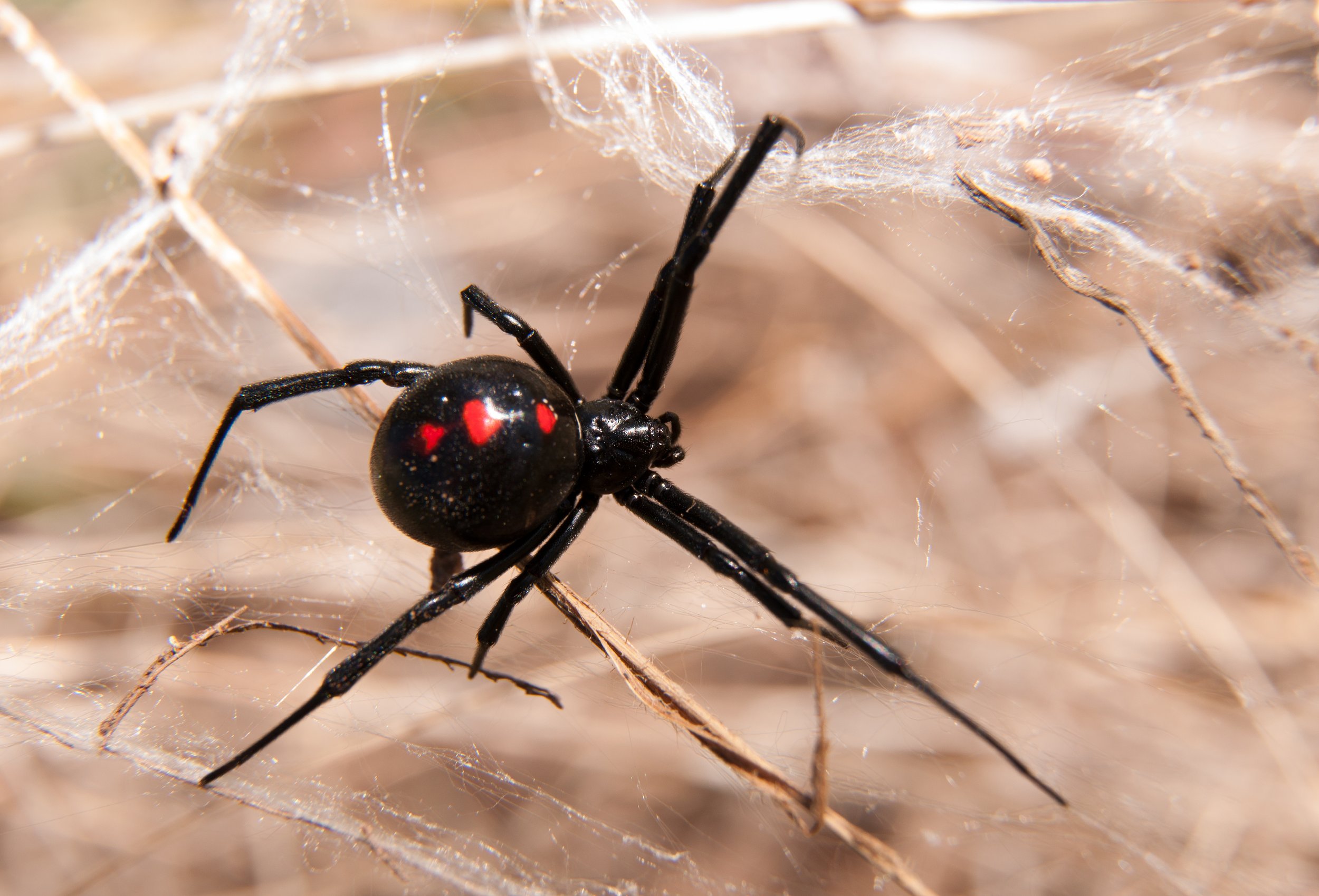 Dangerous Spiders in California: How to Identify and Protect Your Home