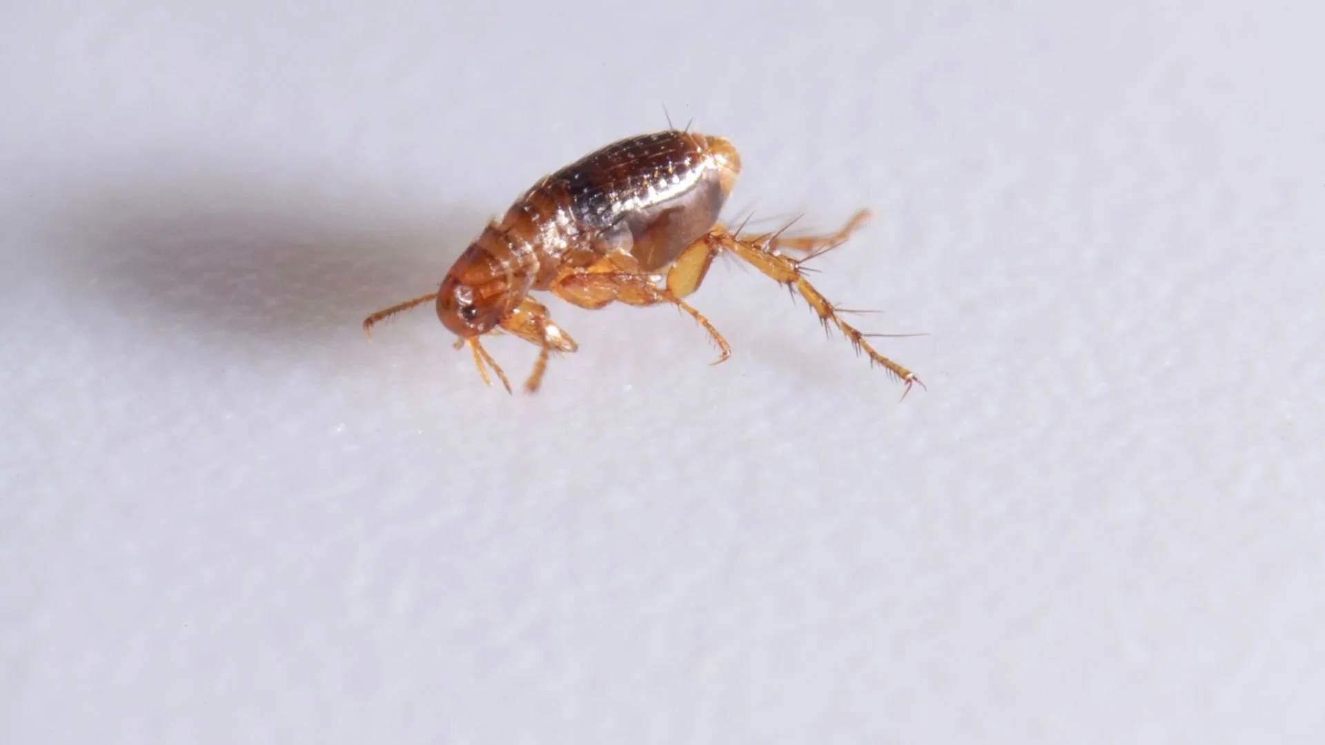 How to Tell If Fleas Have Infested Your Home