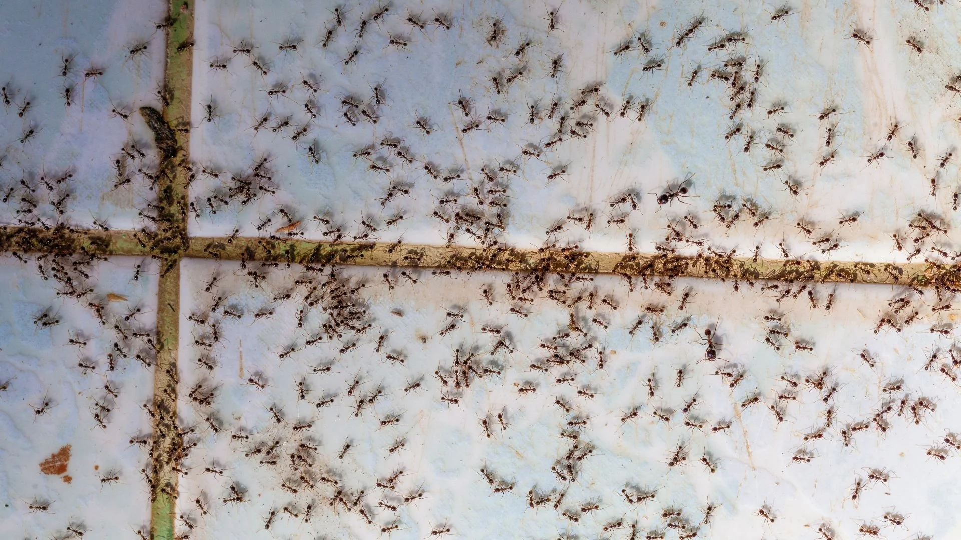 Why Killing Visible Ants Doesn't Fix an Infestation