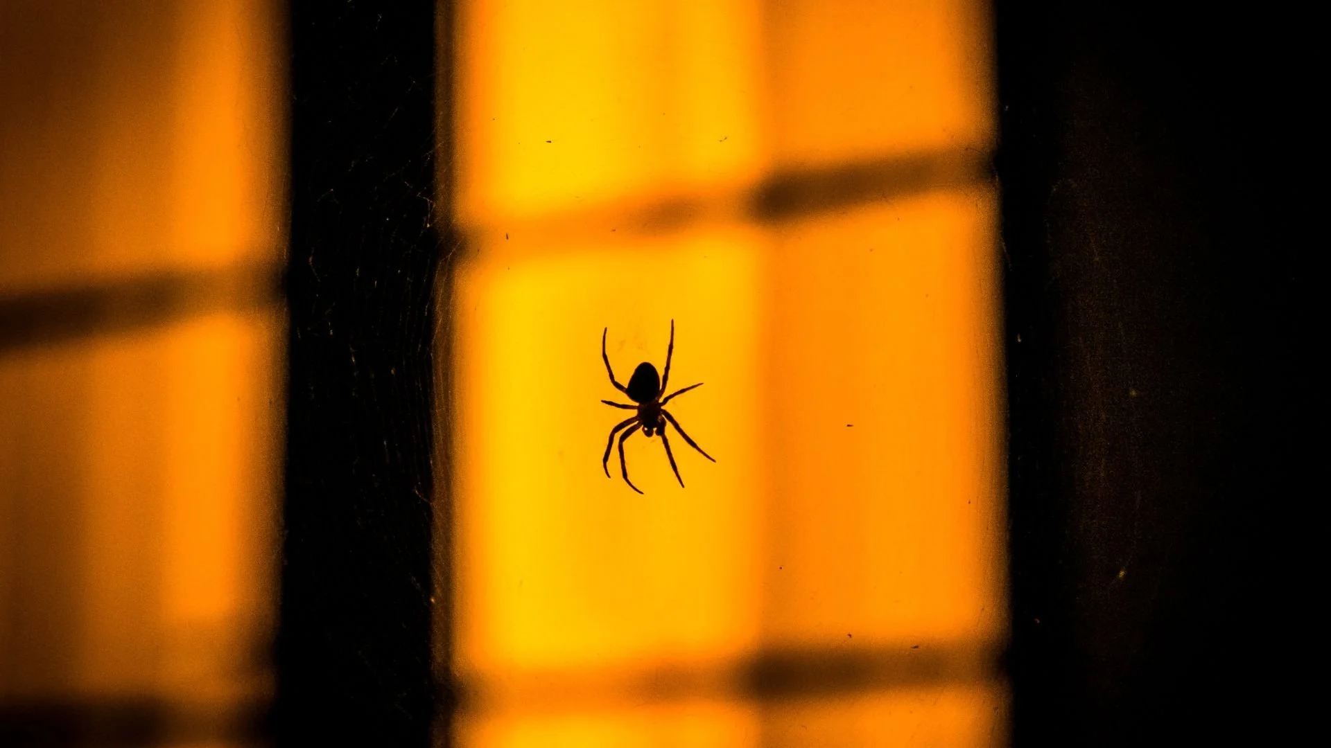 Why Spiders Appear More Often at Night