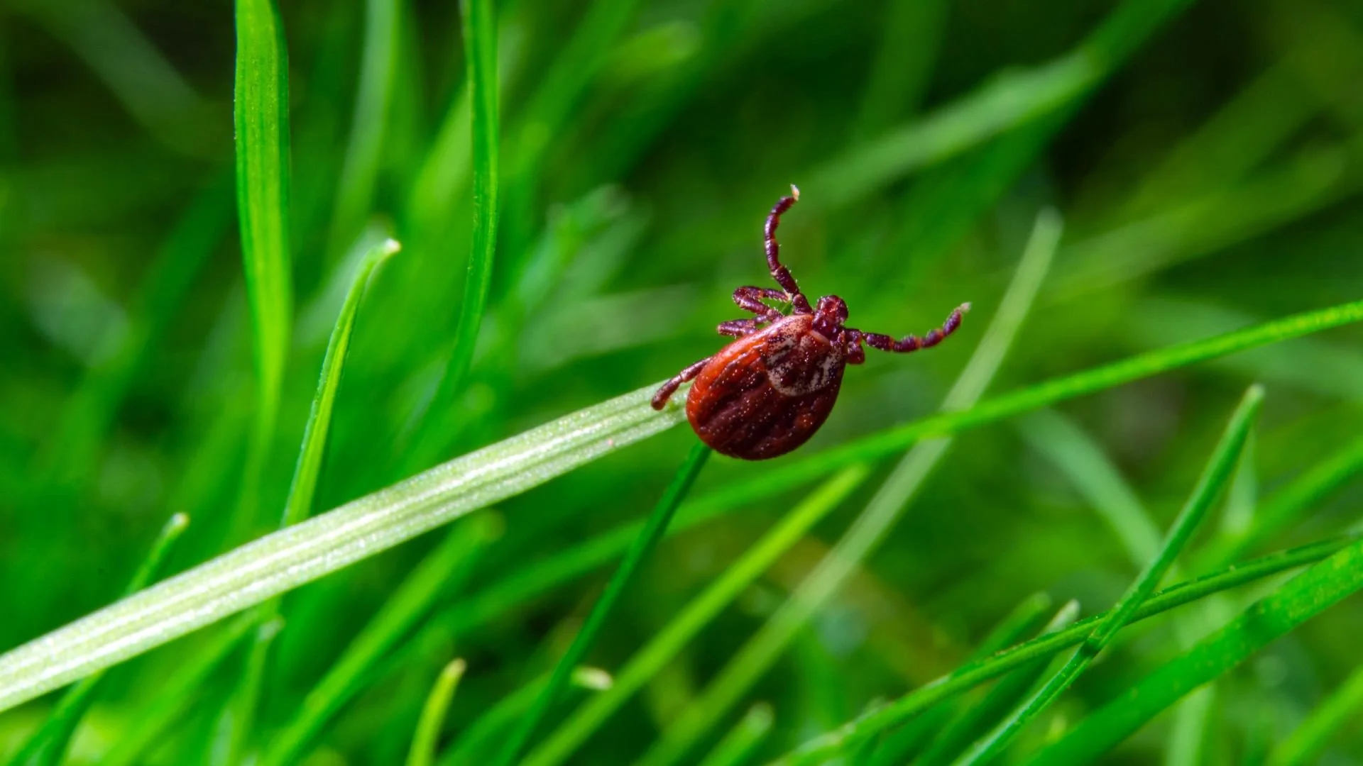 Tick Protection for Southern California Homes and Lawns
