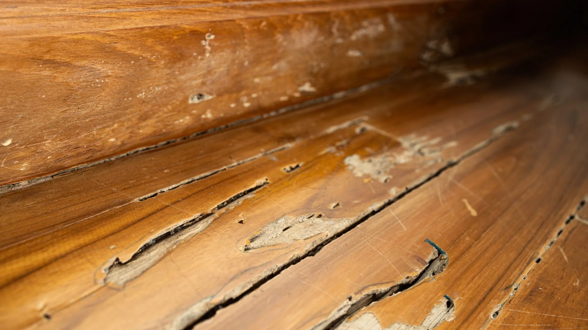 What Is a WDO Inspection?