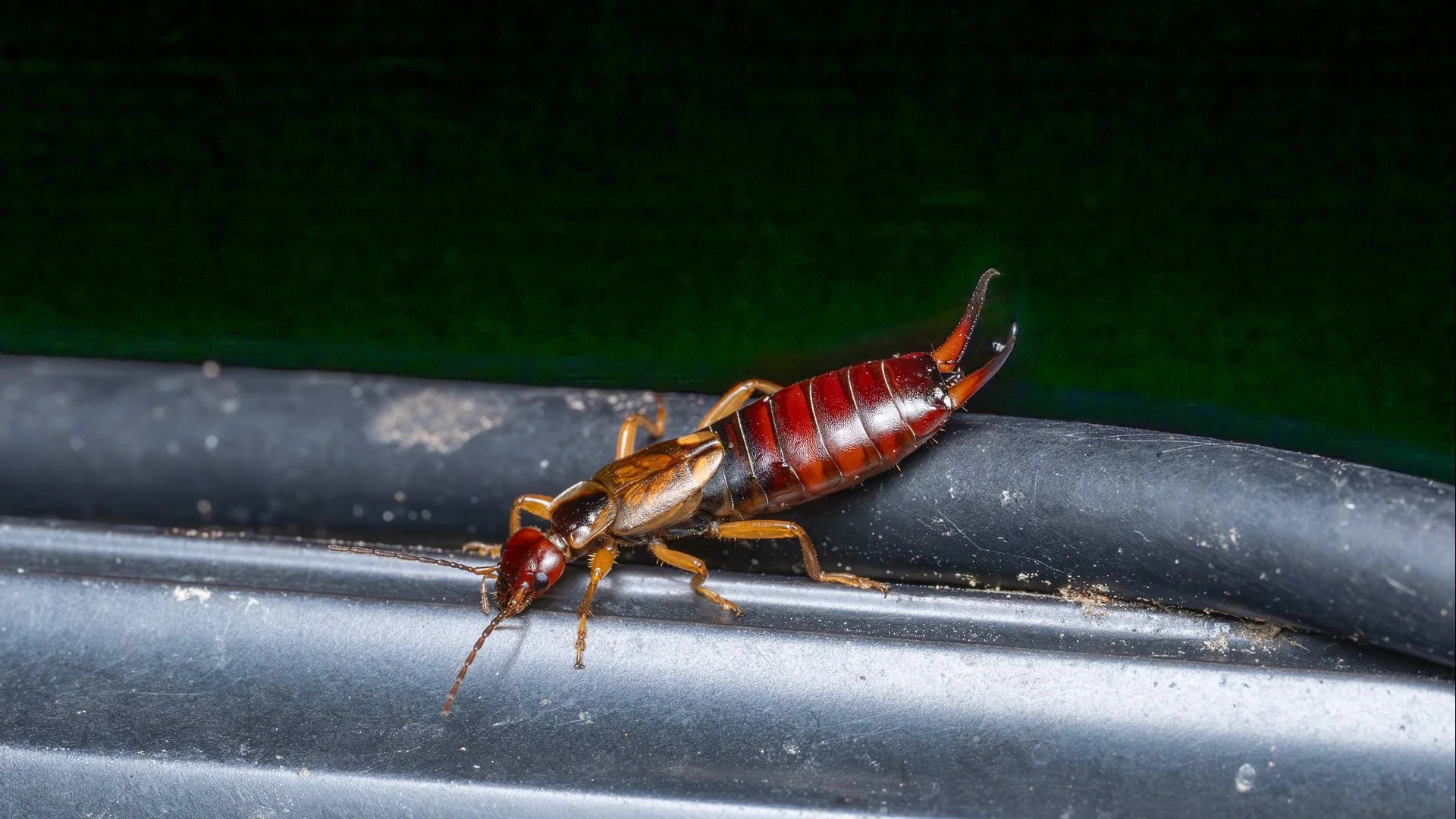 Earwig Control in Southern California