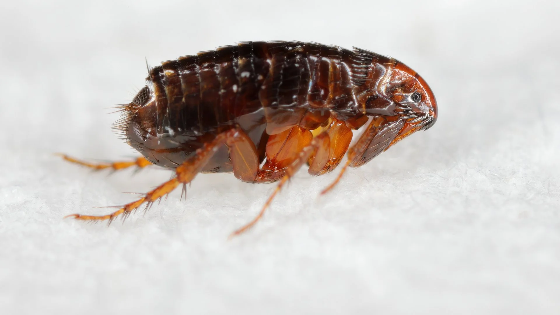 How to Get Rid of Fleas in Your Home: A Southern California Guide