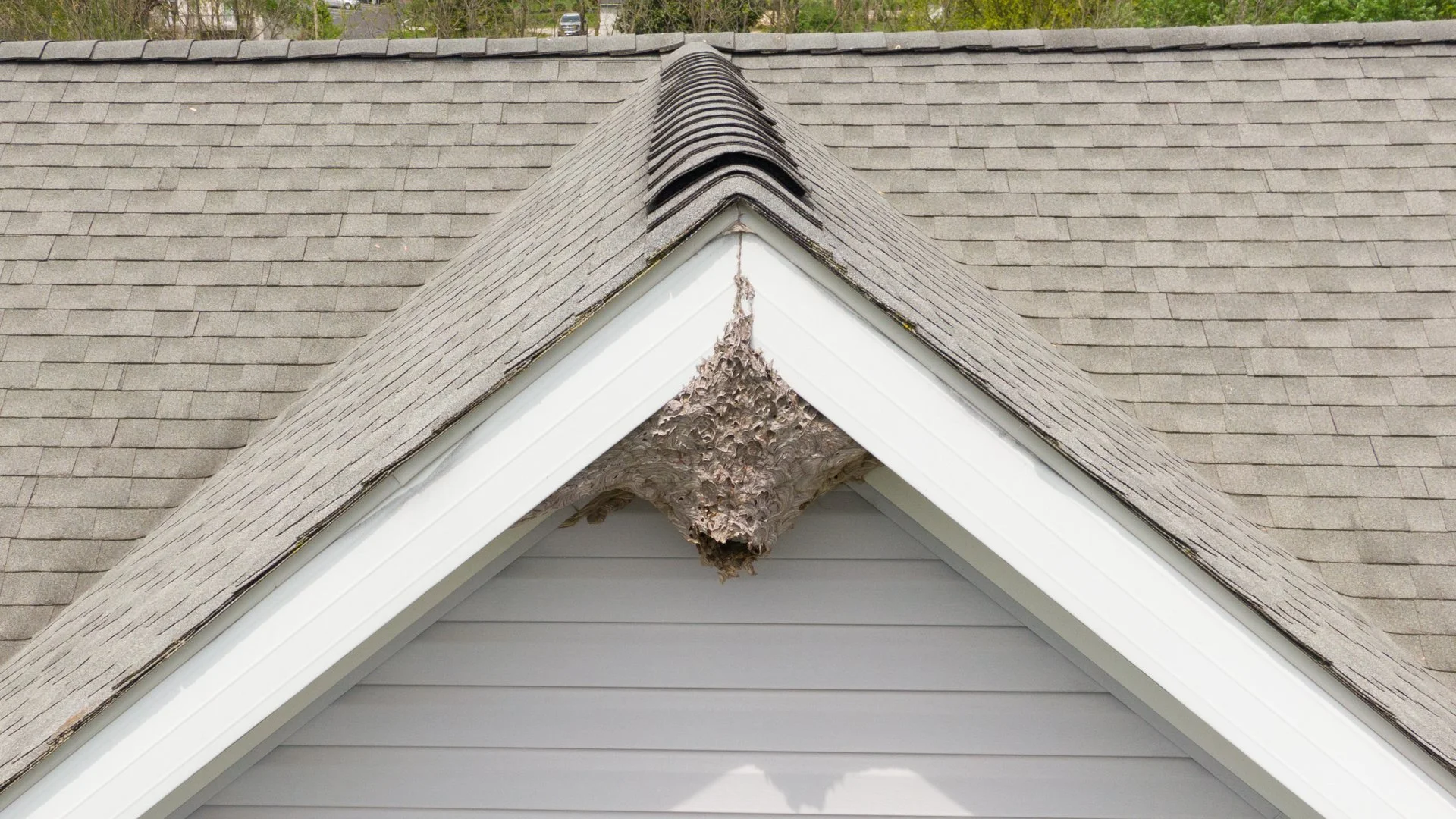 Found a Wasp Nest? Here's What to Do