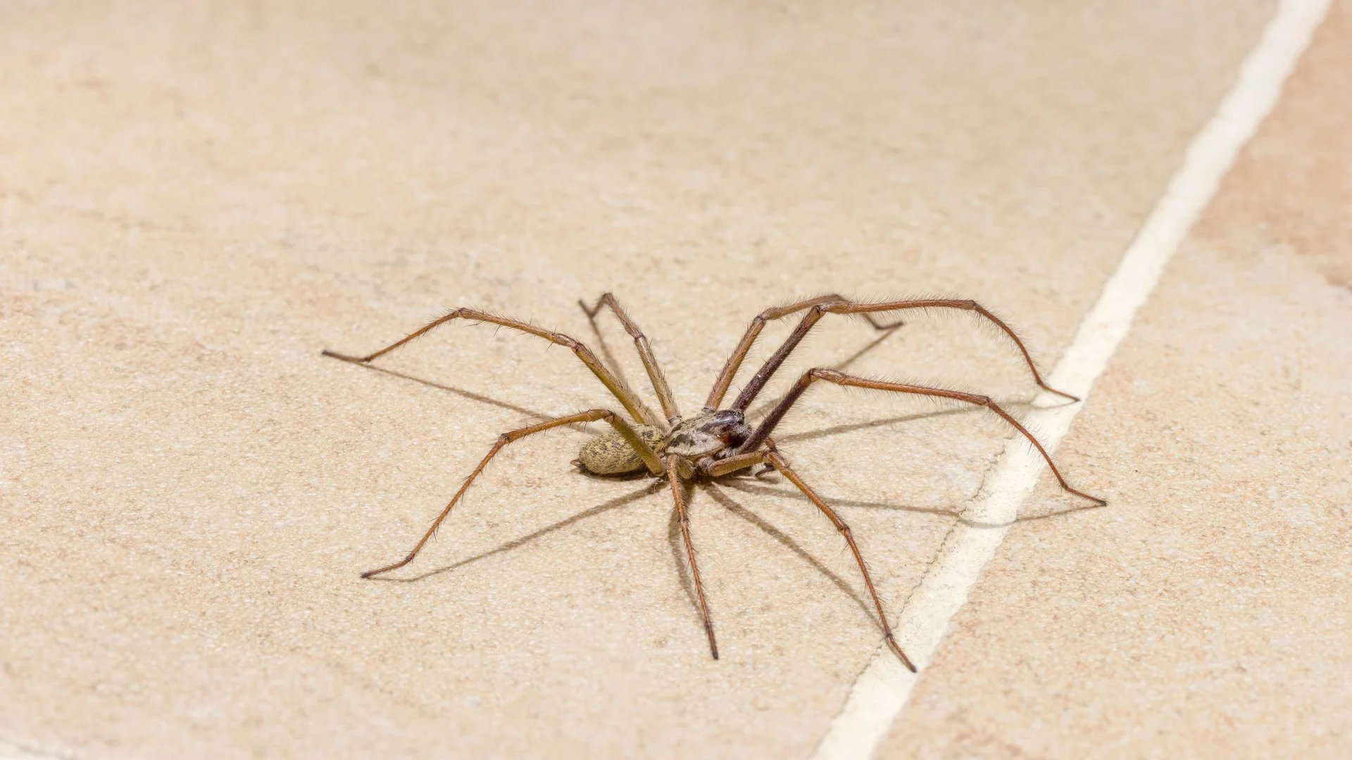 How Long Do Spiders Live?