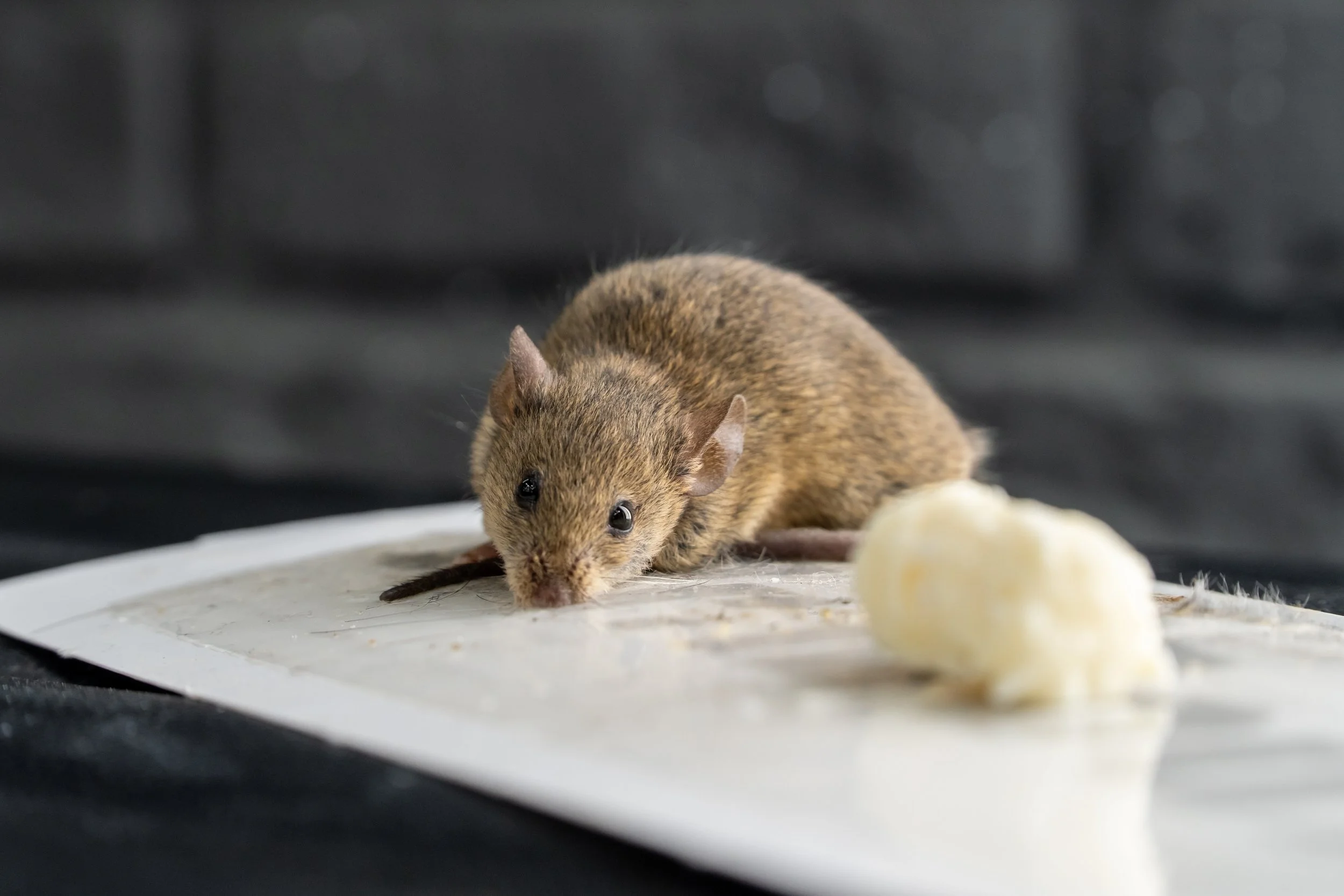 Rats vs Mice: Telling Them Apart