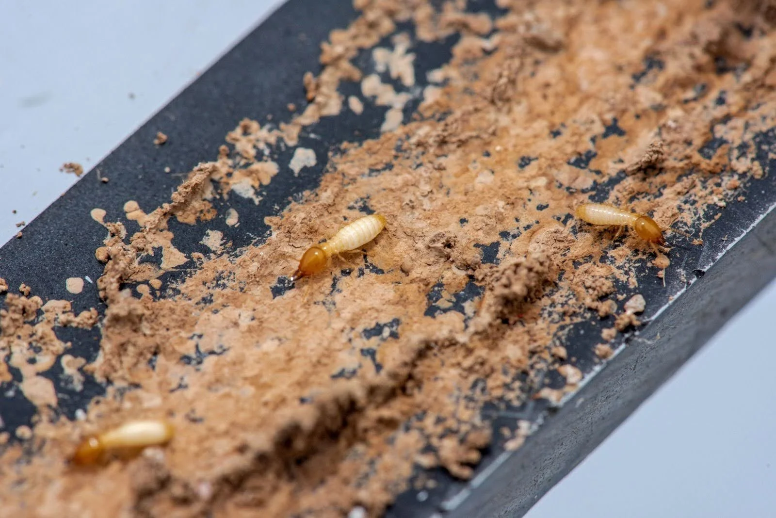 What is the Best Drywood Termite Treatment? — ProCraft Pest Control