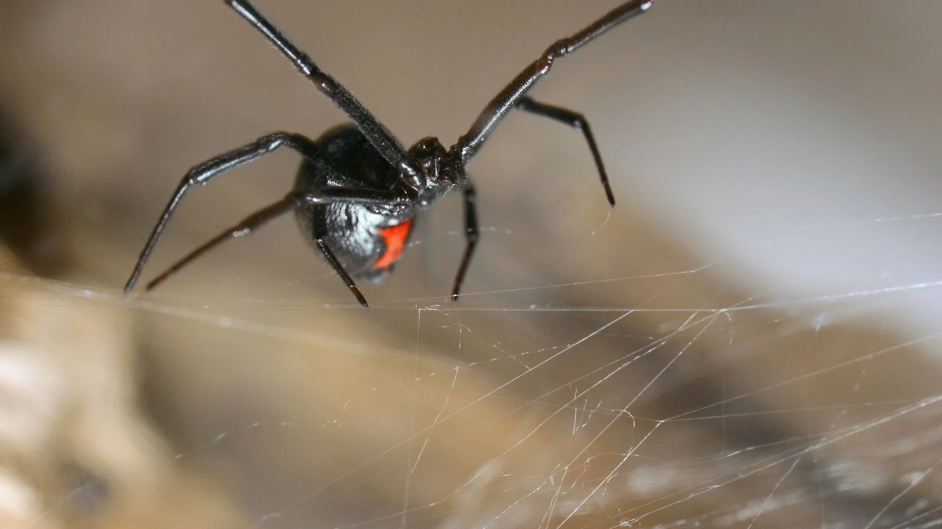 Black widow