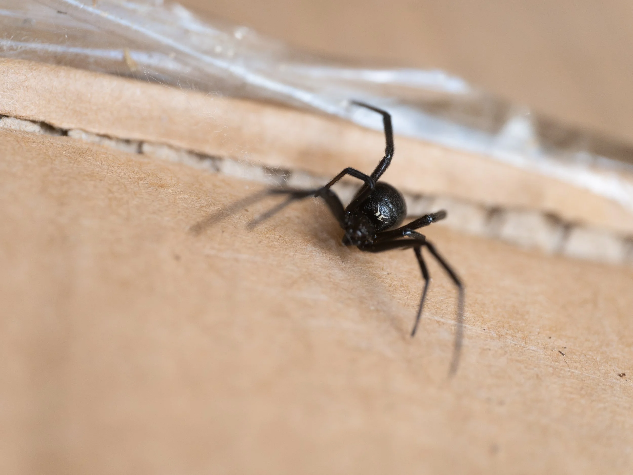 Western black widow spider in California