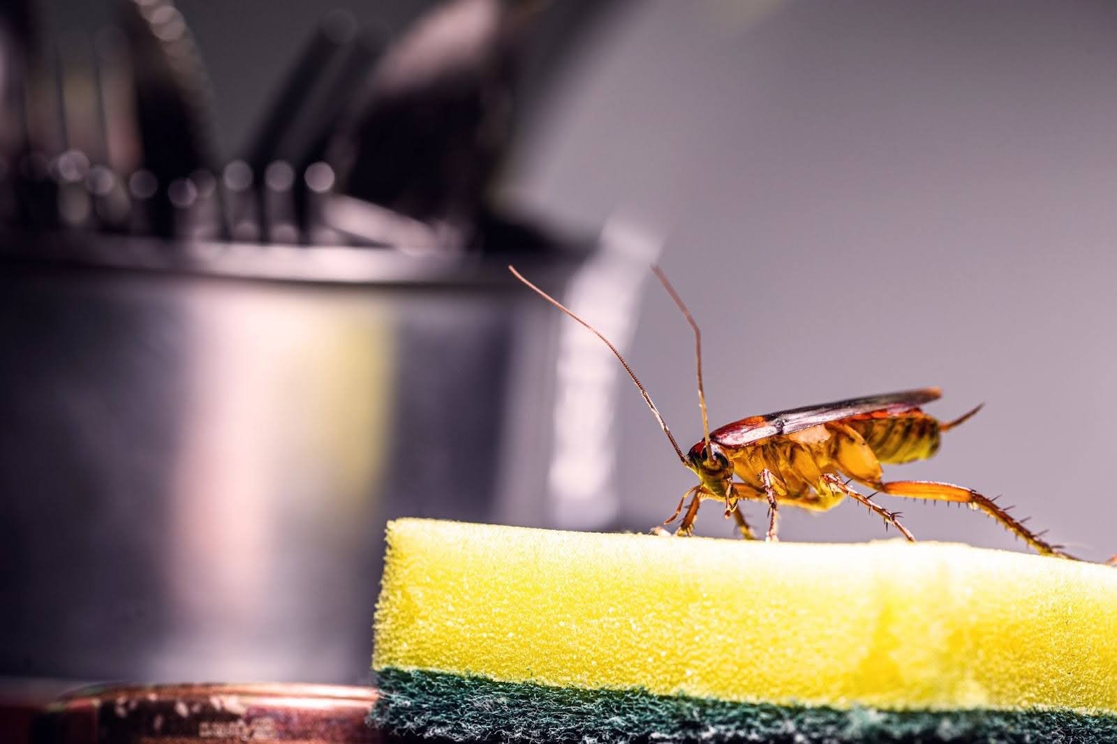 What is a Flying Cockroach, and Should You Be Concerned? — ProCraft ...