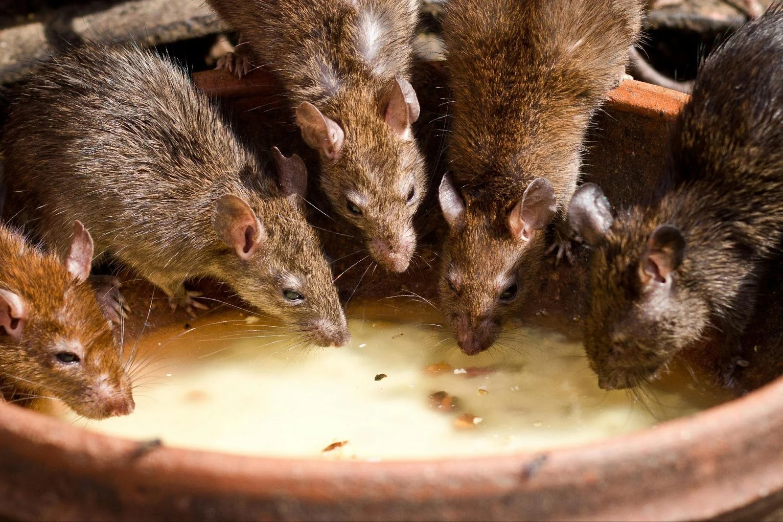 Rat-Free Garden: Here’s How | Rat Prevention Services in Claremont, CA ...