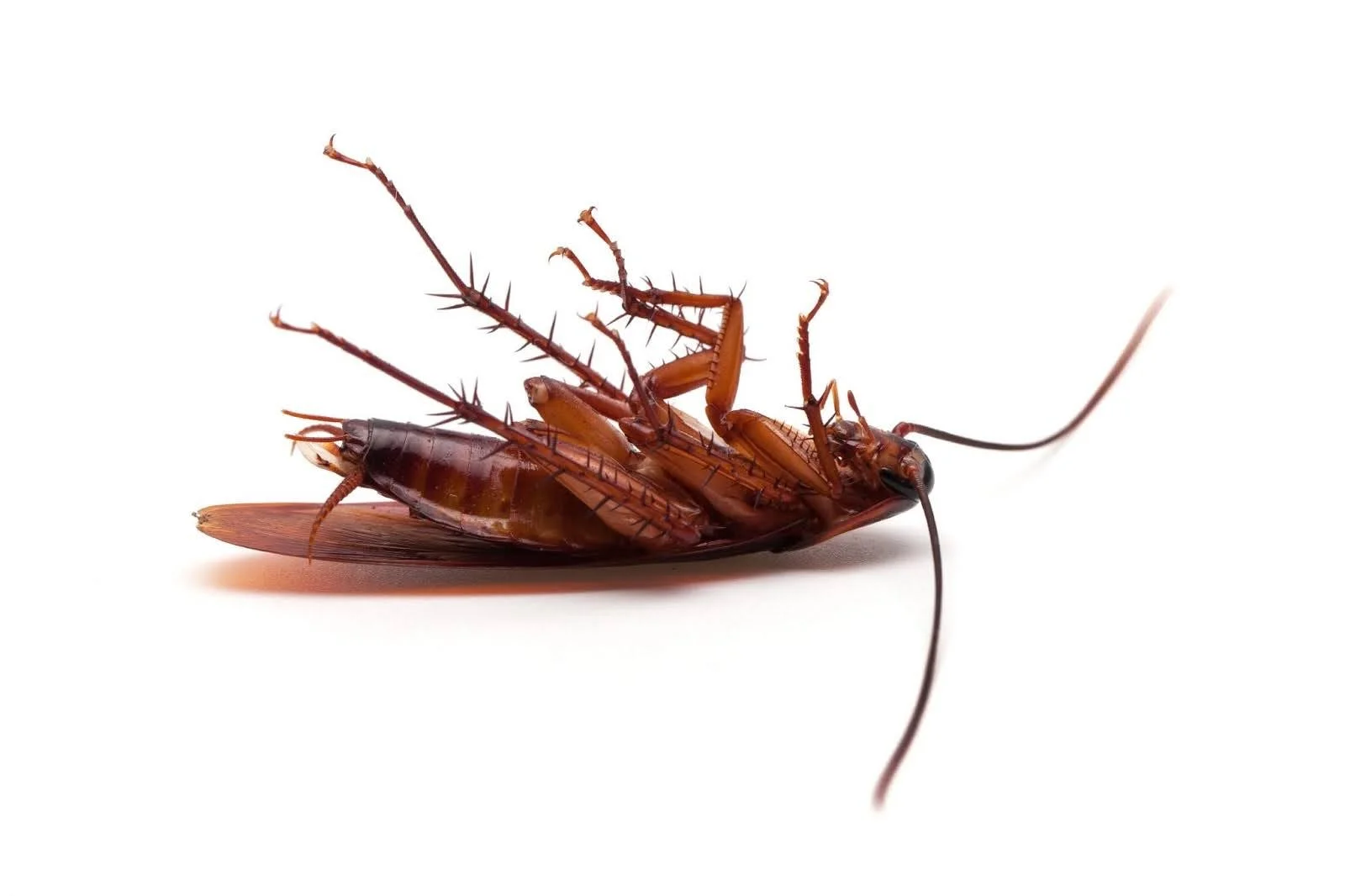 What is a Flying Cockroach, and Should You Be Concerned? — ProCraft ...