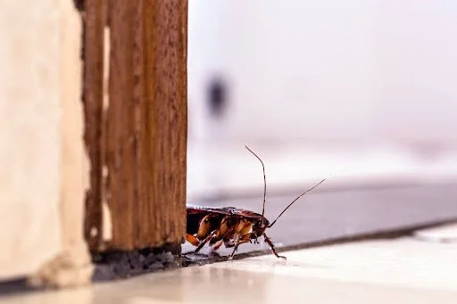 Your Ultimate Guide to Seasonal Pest Control — ProCraft Pest Control