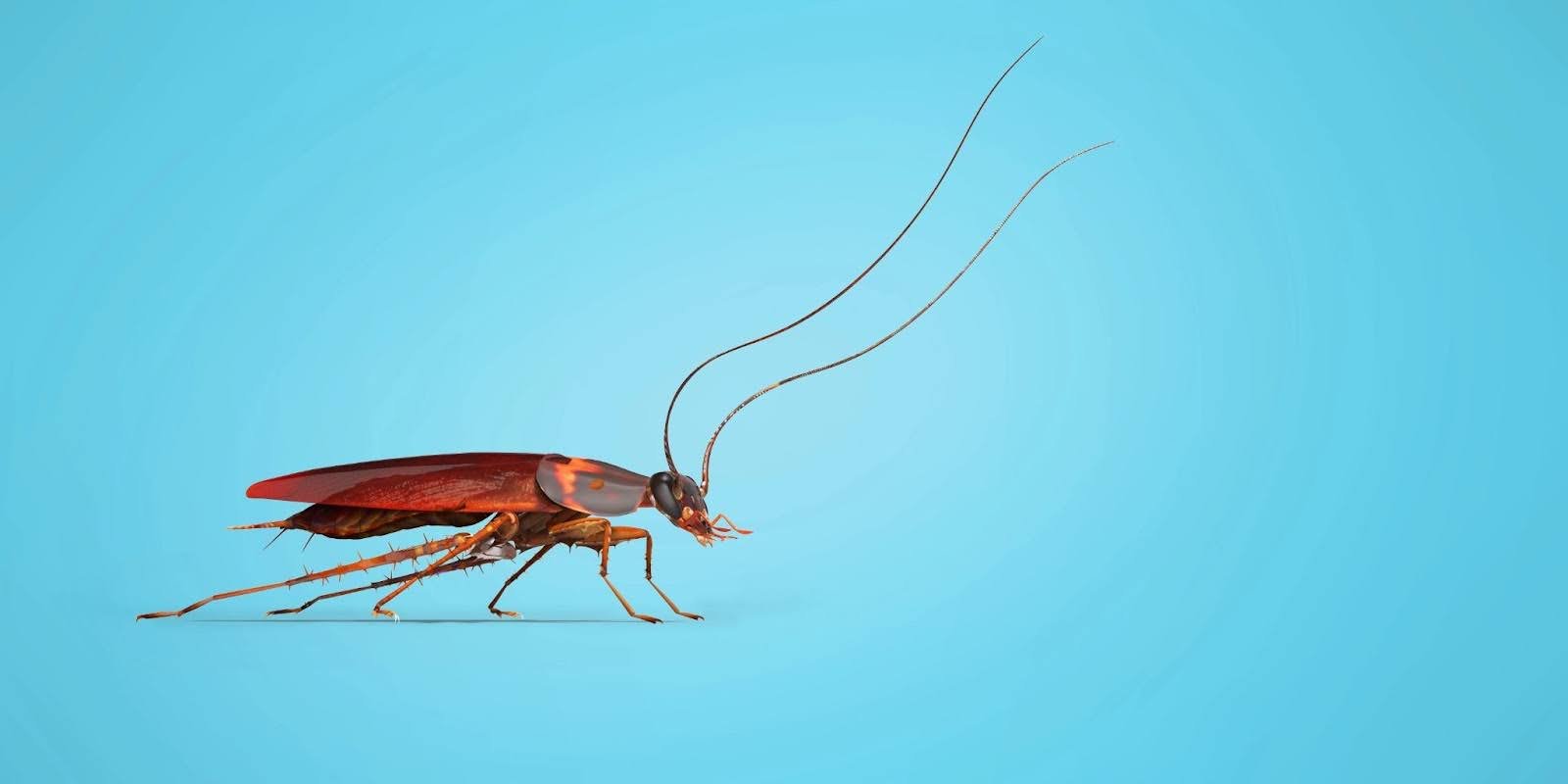 What is a Flying Cockroach, and Should You Be Concerned? — ProCraft ...