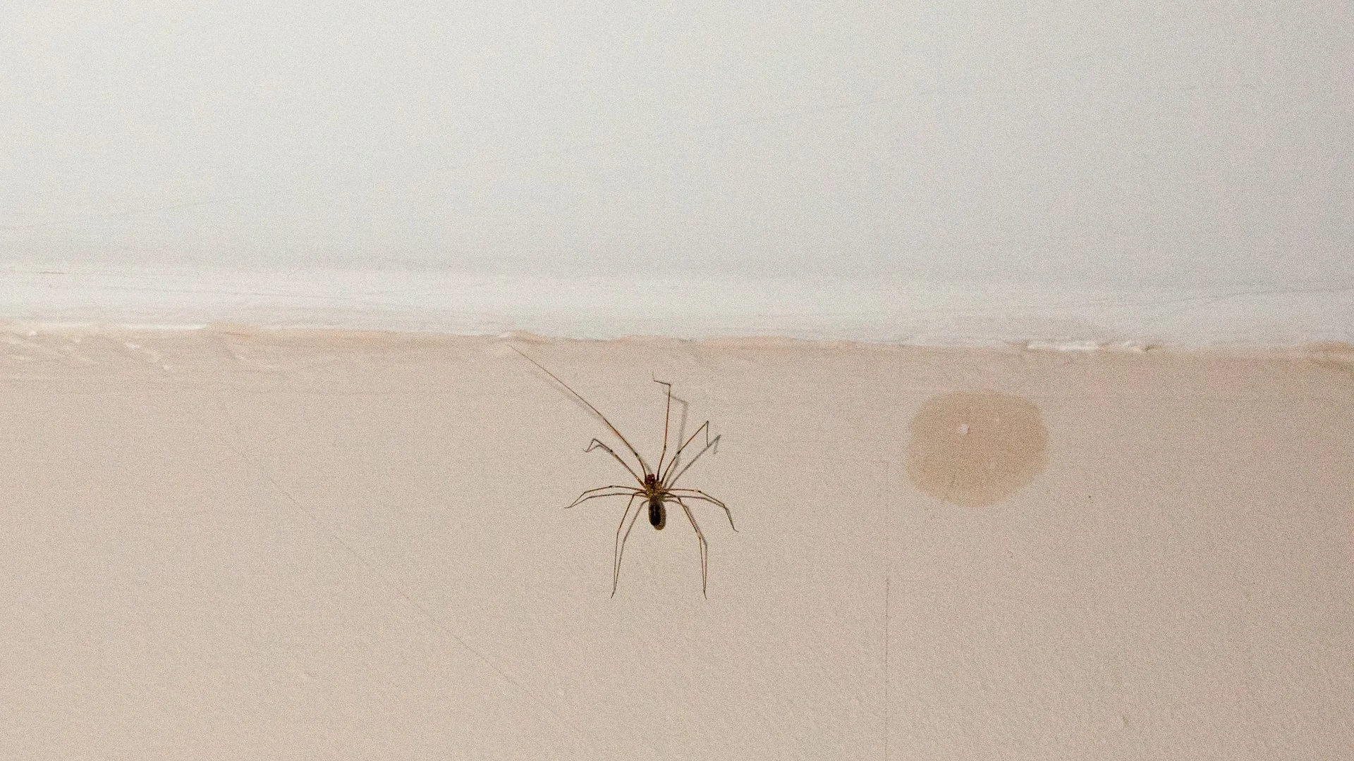 Domestic house spider