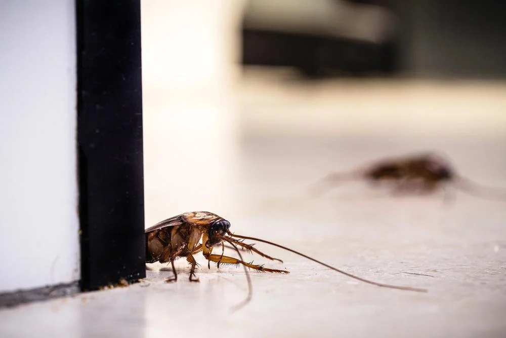Cockroach Control & Extermination | ProCraft Pest Control — ProCraft ...