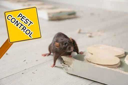 Your Ultimate Guide to Seasonal Pest Control — ProCraft Pest Control