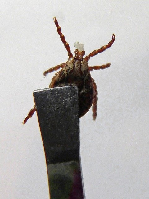 Types of Ticks in California — ProCraft Pest Control