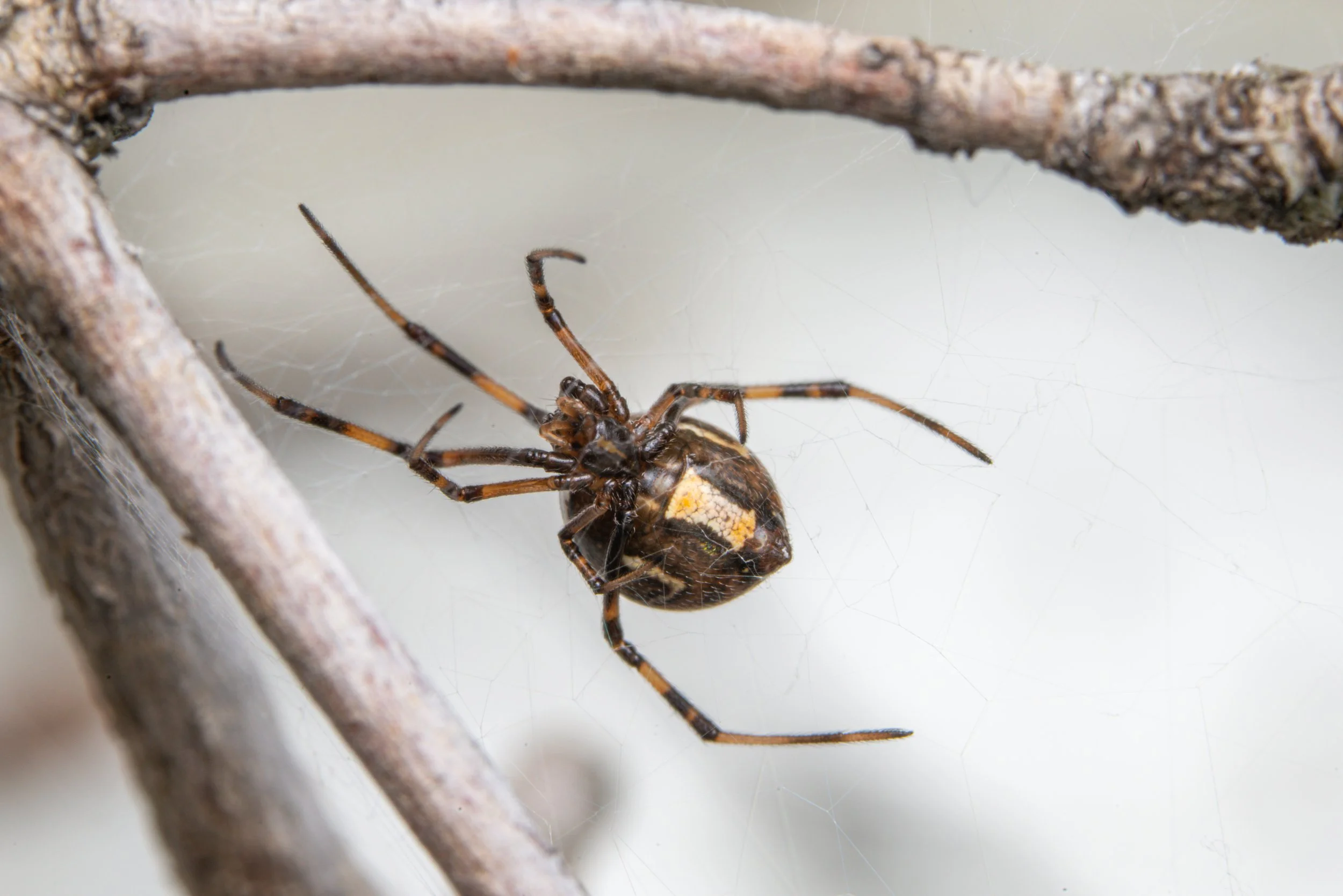 Brown widow spider in California