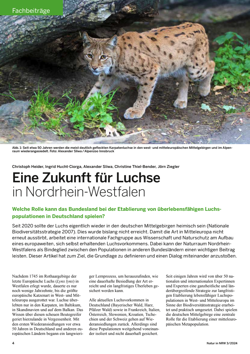 Ein Luchs unter einem Baum im Freien, mit grünen Pflanzen und Erde im Hintergrund.