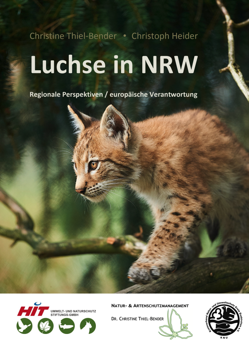 Ein Kätzchen, das auf einem Baumstamm in einem grünen Wald sitzt, vor einem Hintergrund aus Tannenzweigen.