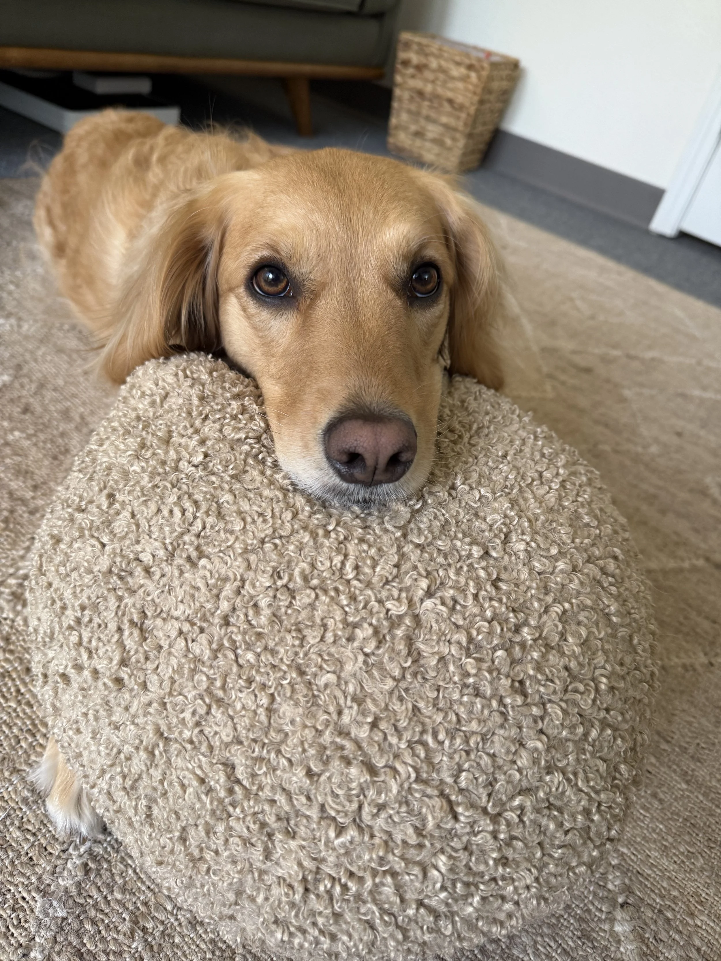 Therapist Haley sitting outside her Hyde Park therapy office with her trained therapy dog in Austin, Texas.