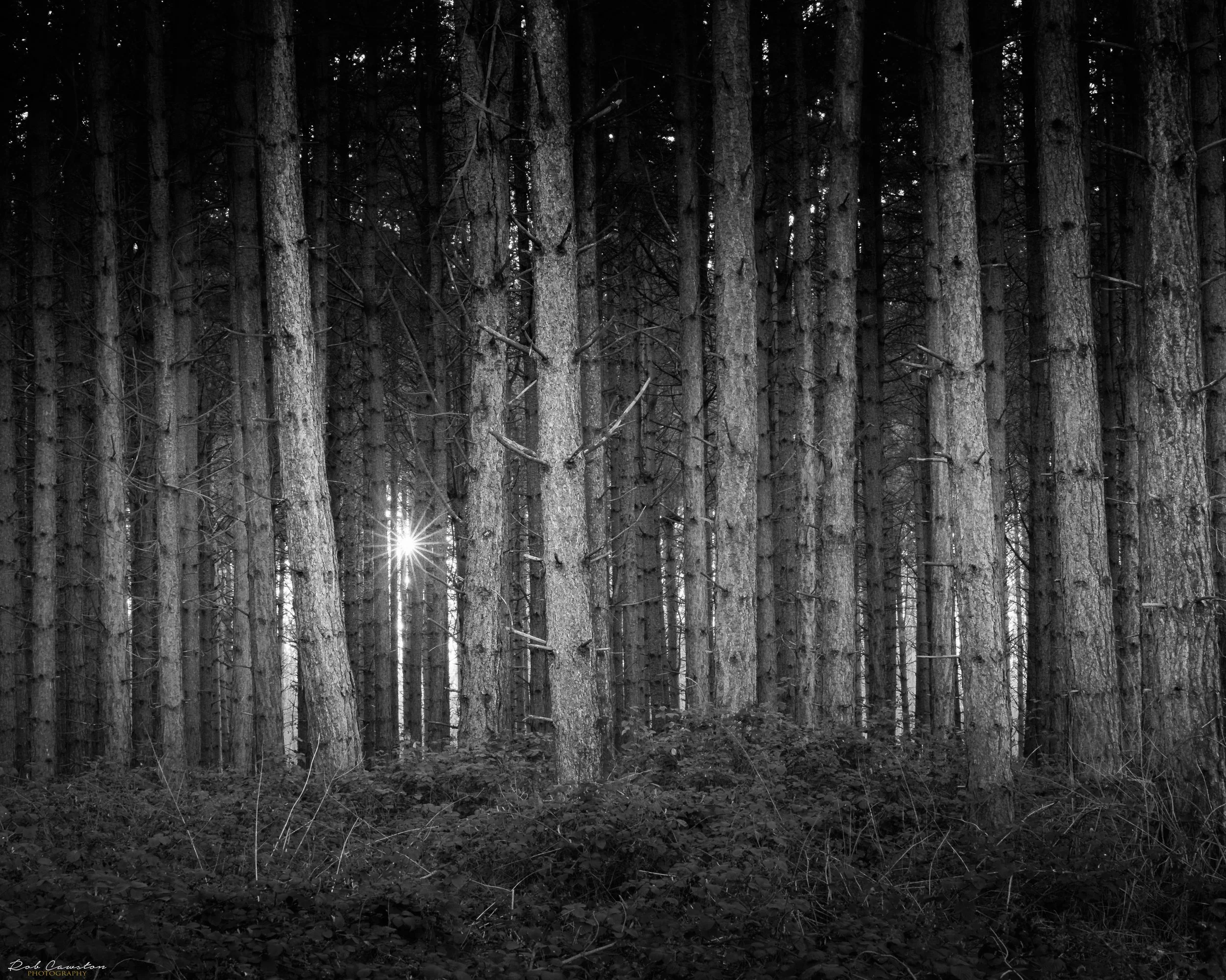 Bedford Purelius Woods new approach (1 of 28)-5.jpg