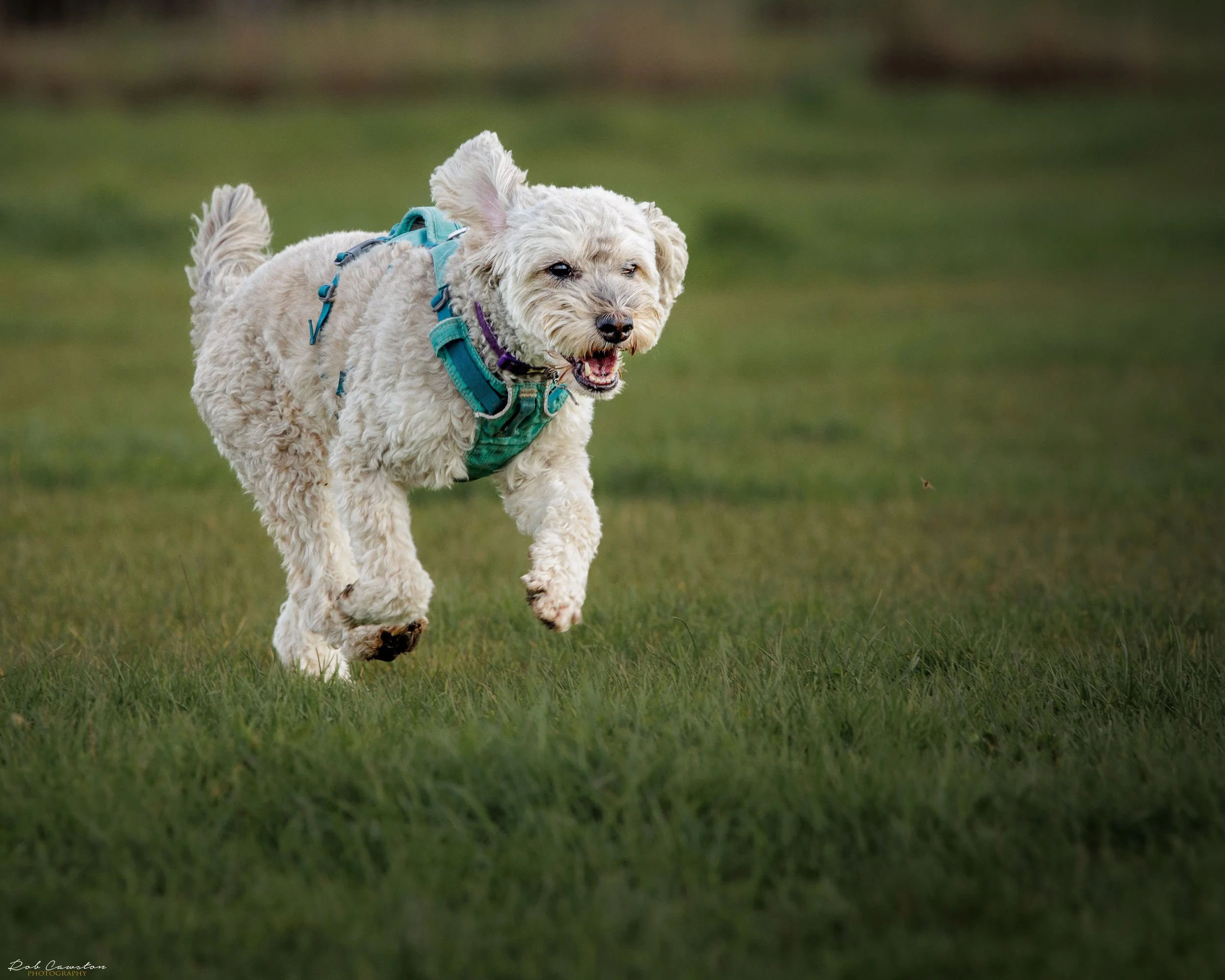 Maximus Birthday (208 of 501).jpg