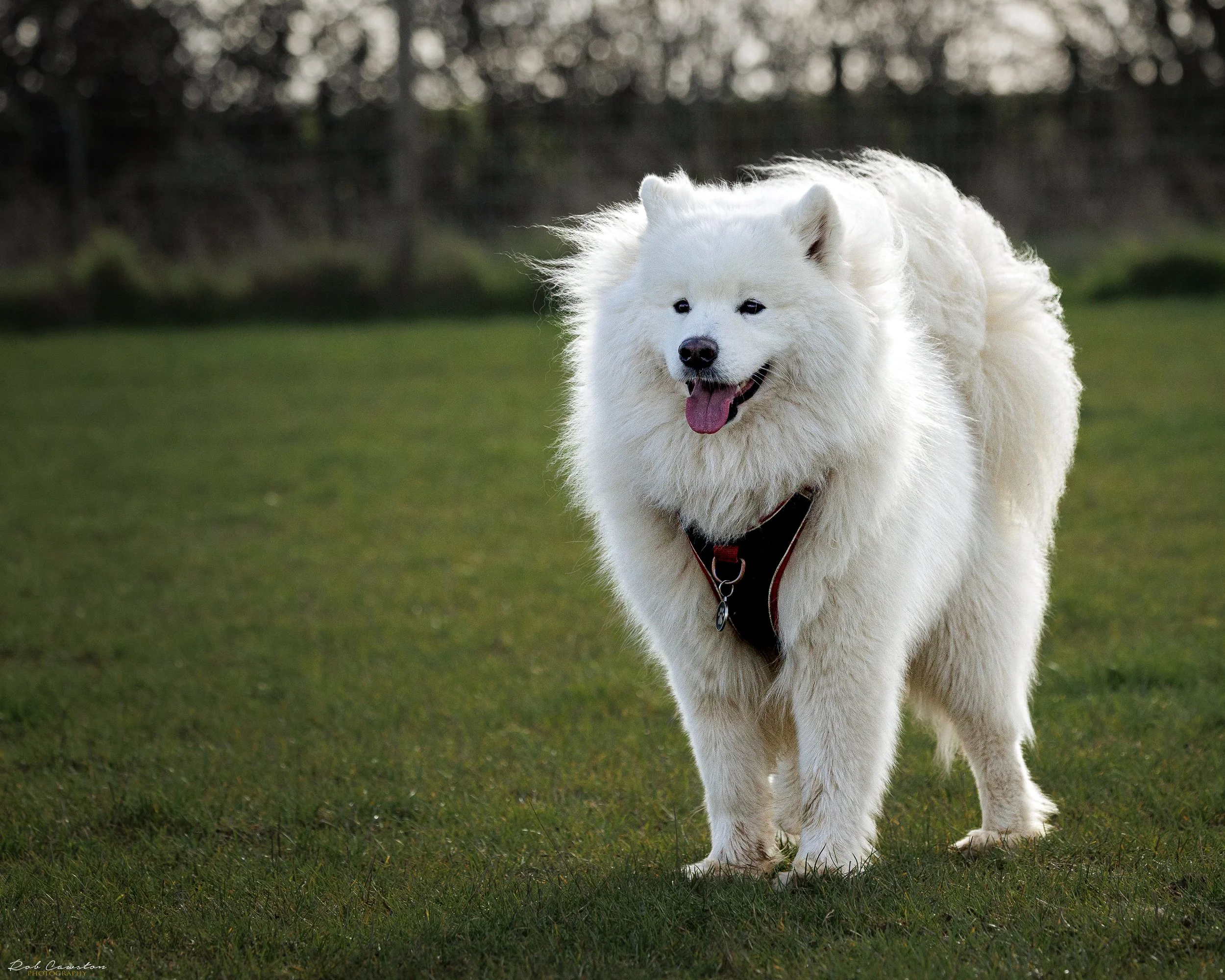 Maximus Birthday (484 of 501).jpg