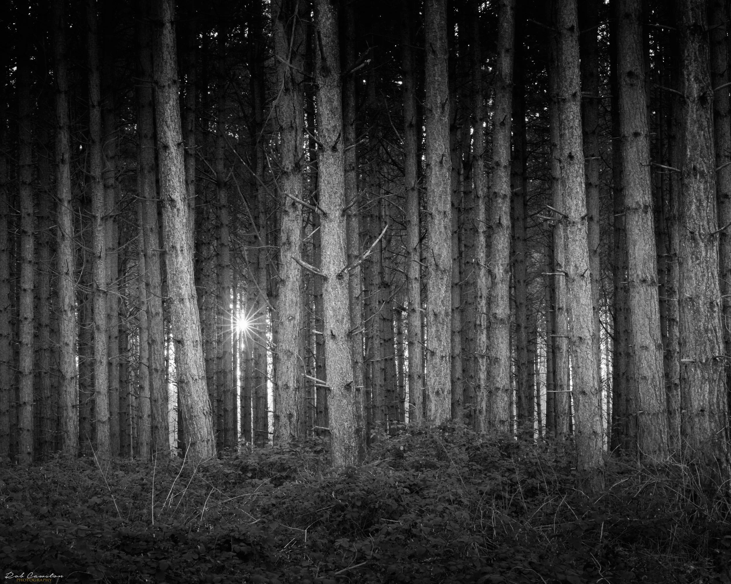 Bedford Purelius Woods new approach (1 of 28)-4.jpeg