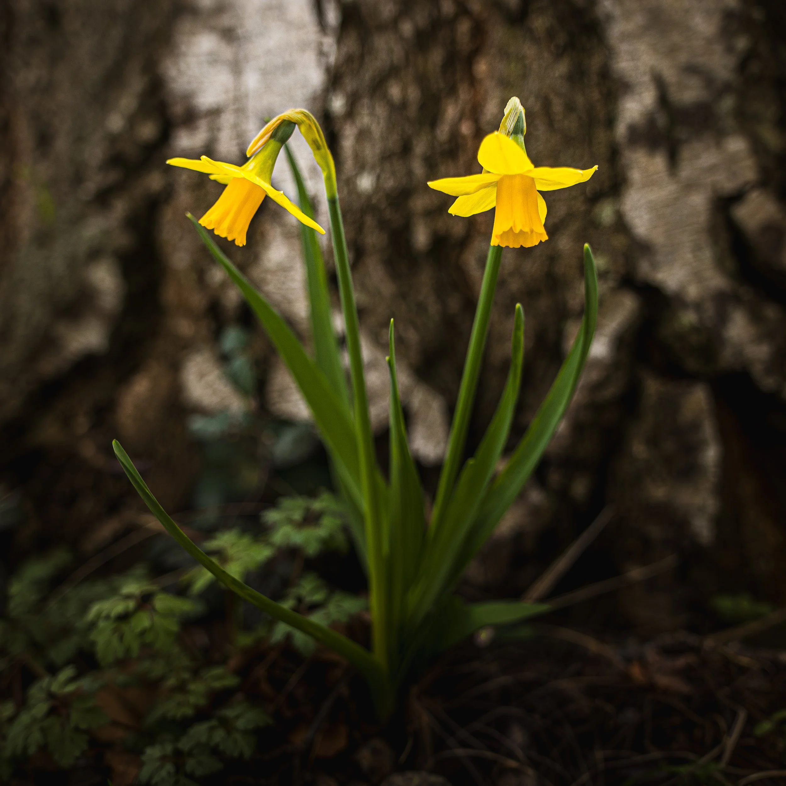 Spring Daffodils (2 of 2).jpg