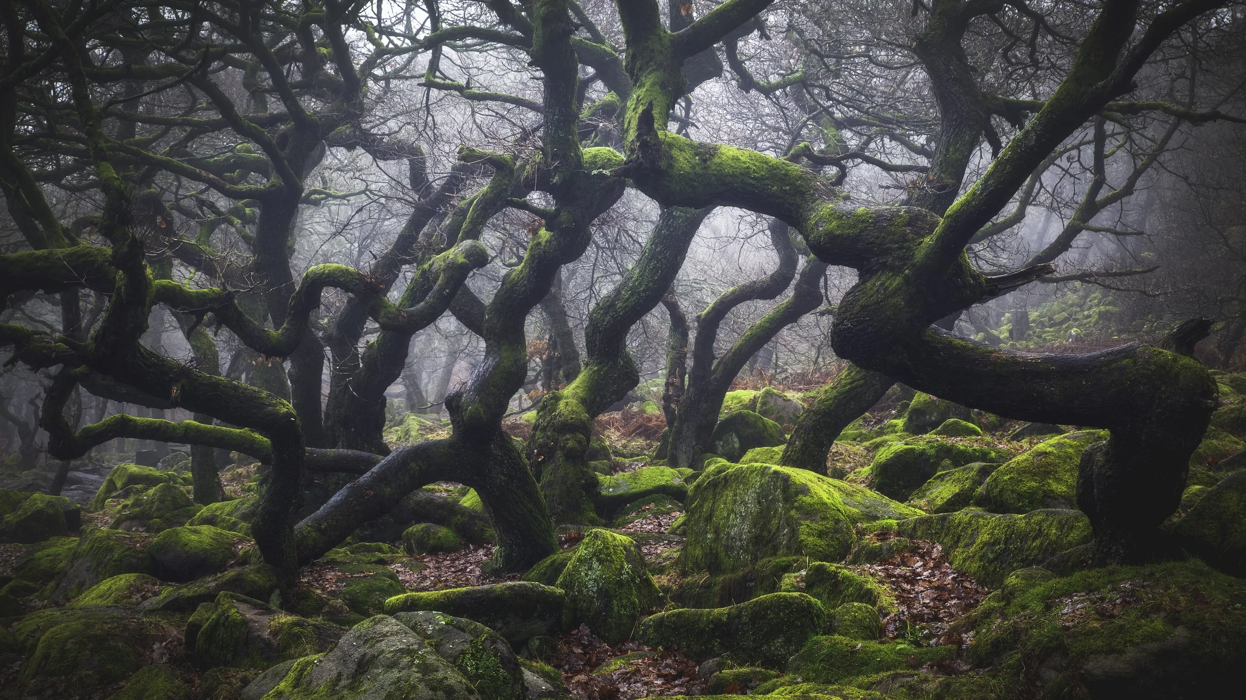 Neural Pathways-1.jpg