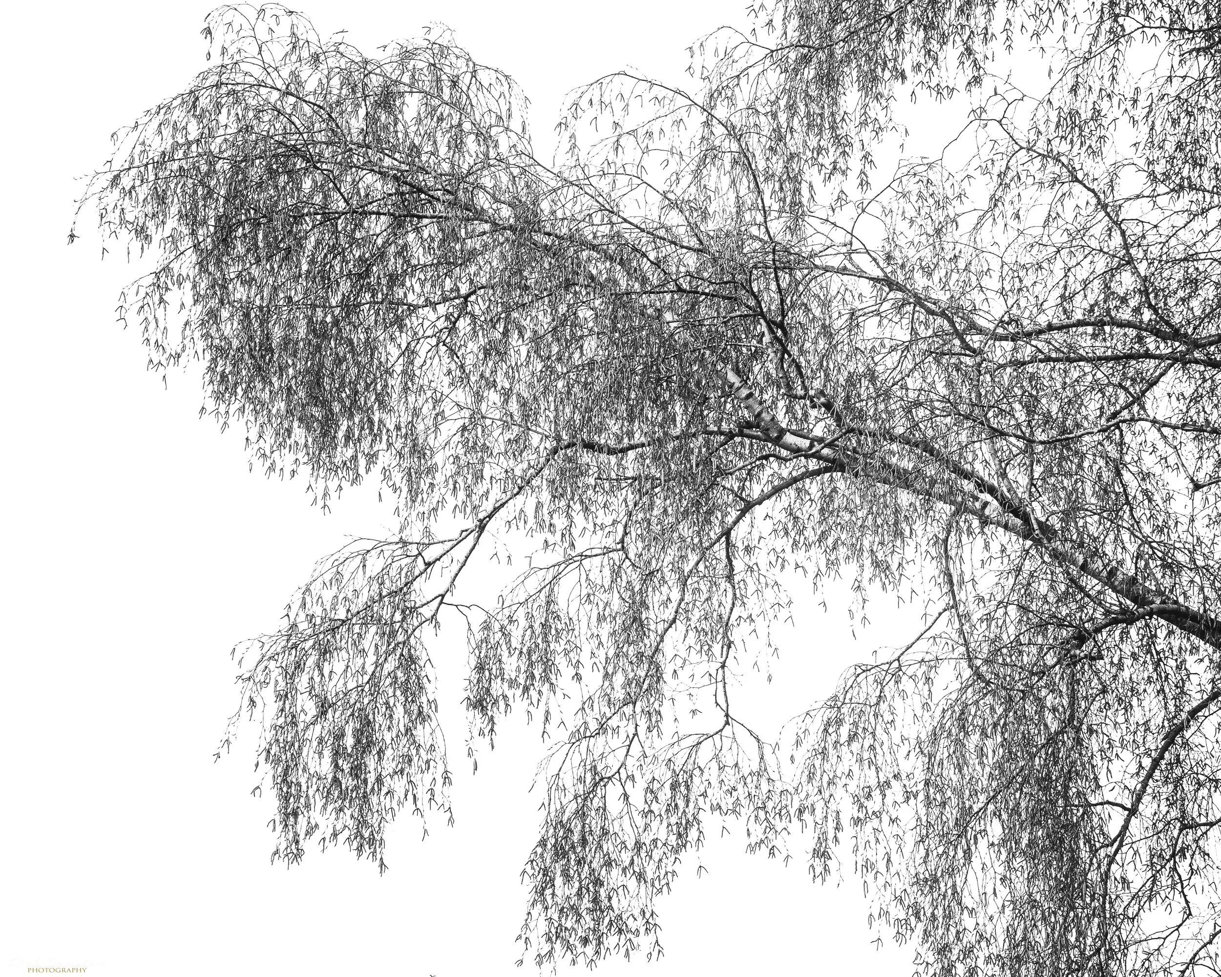 Bedford Purelius Woods new approach (19 of 28).jpg