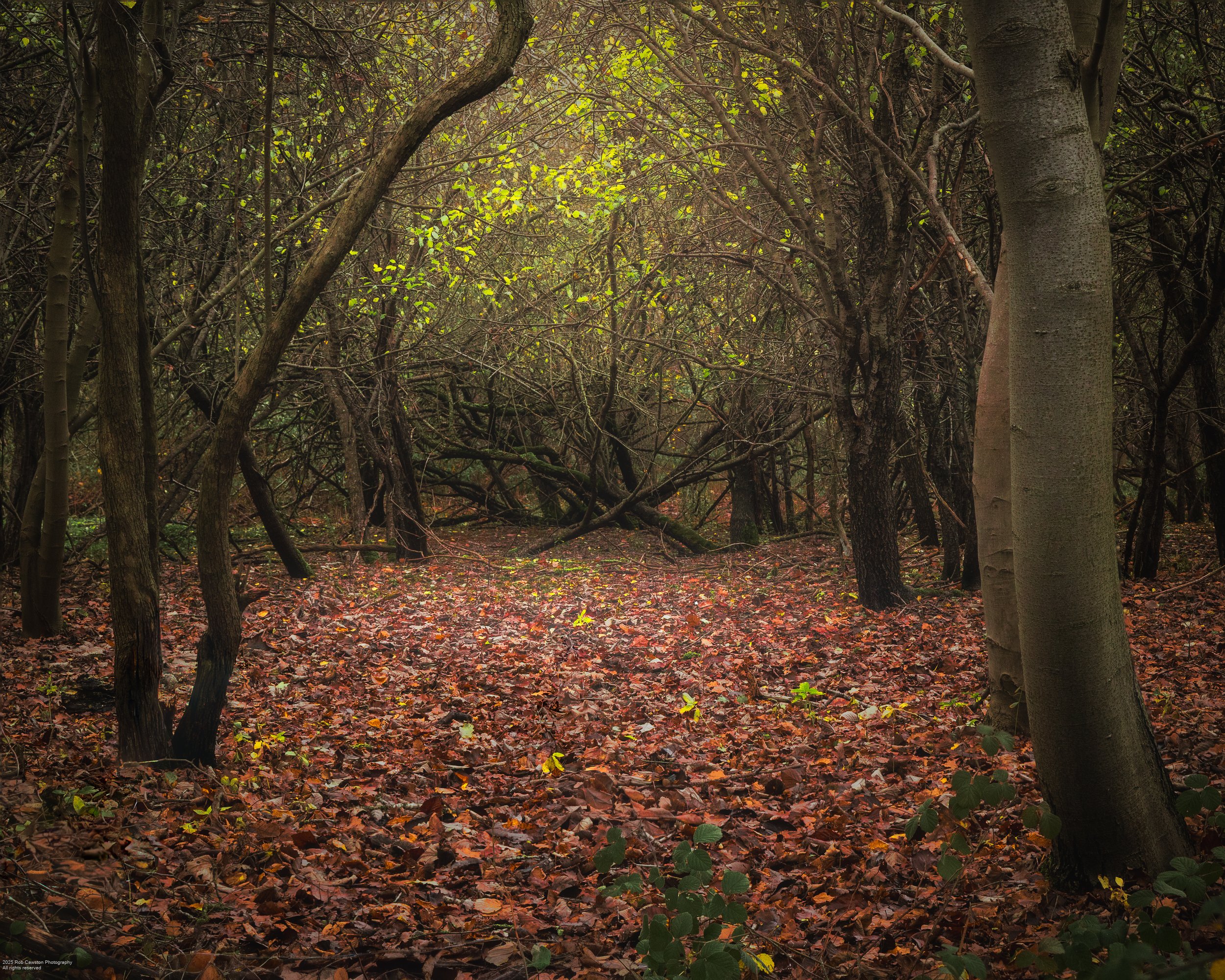 Bedford Purelius late Autumn (34 of 51)-Edit-1.jpg