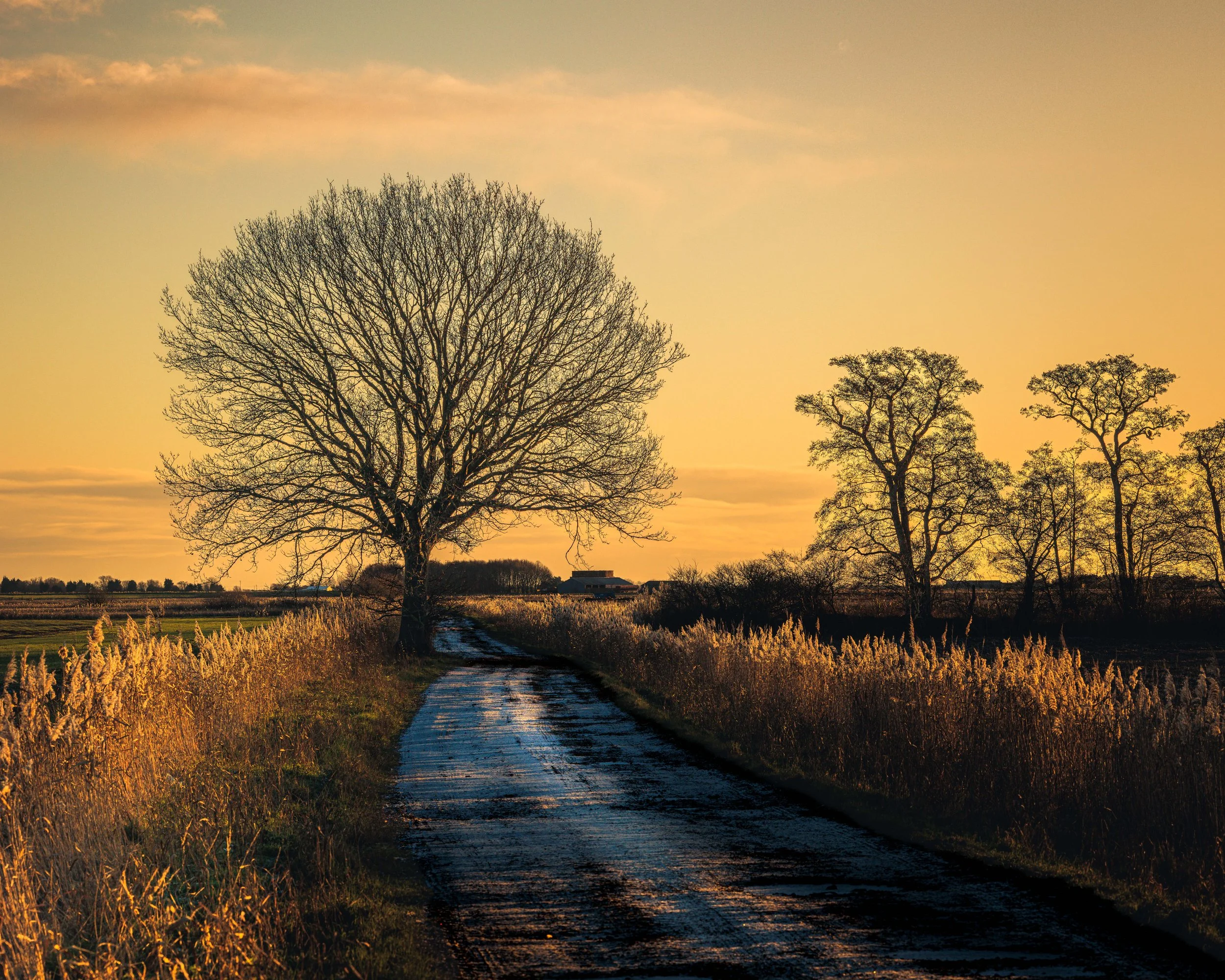Holme Fen First Snow-1.jpg