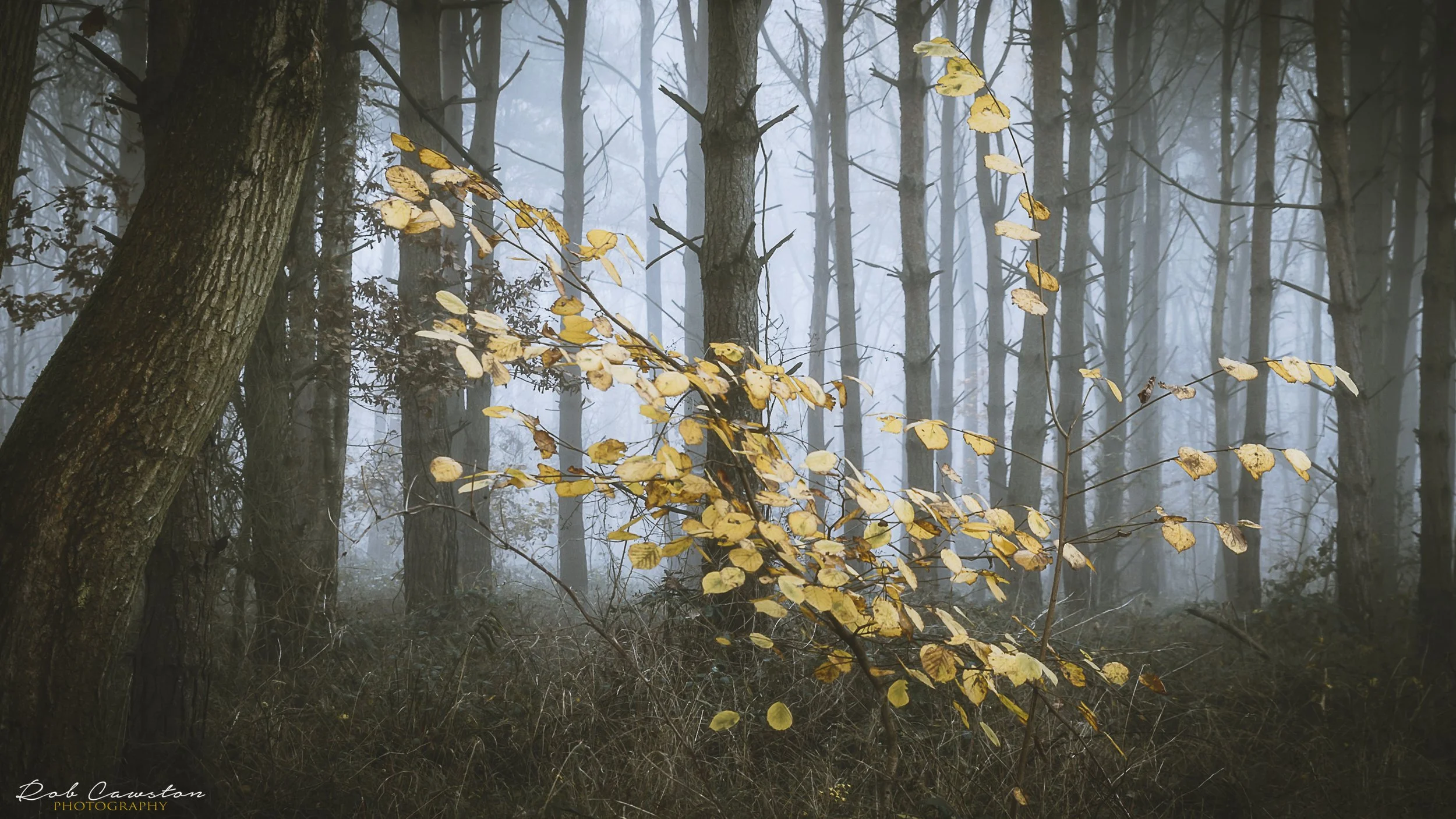 Autumn Mist - Southey Woods (1 of 22)-Edit.jpg