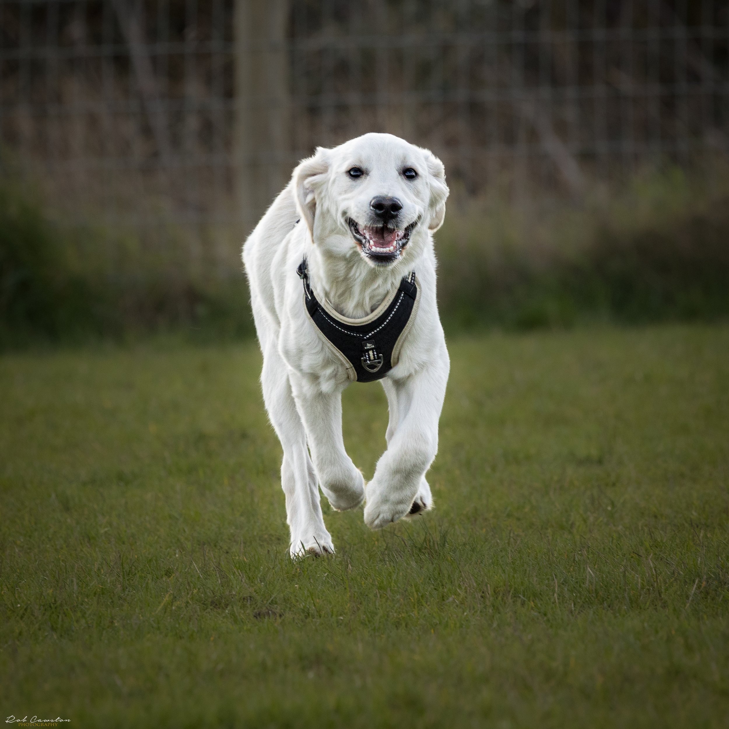 Maximus Birthday (147 of 501).jpg