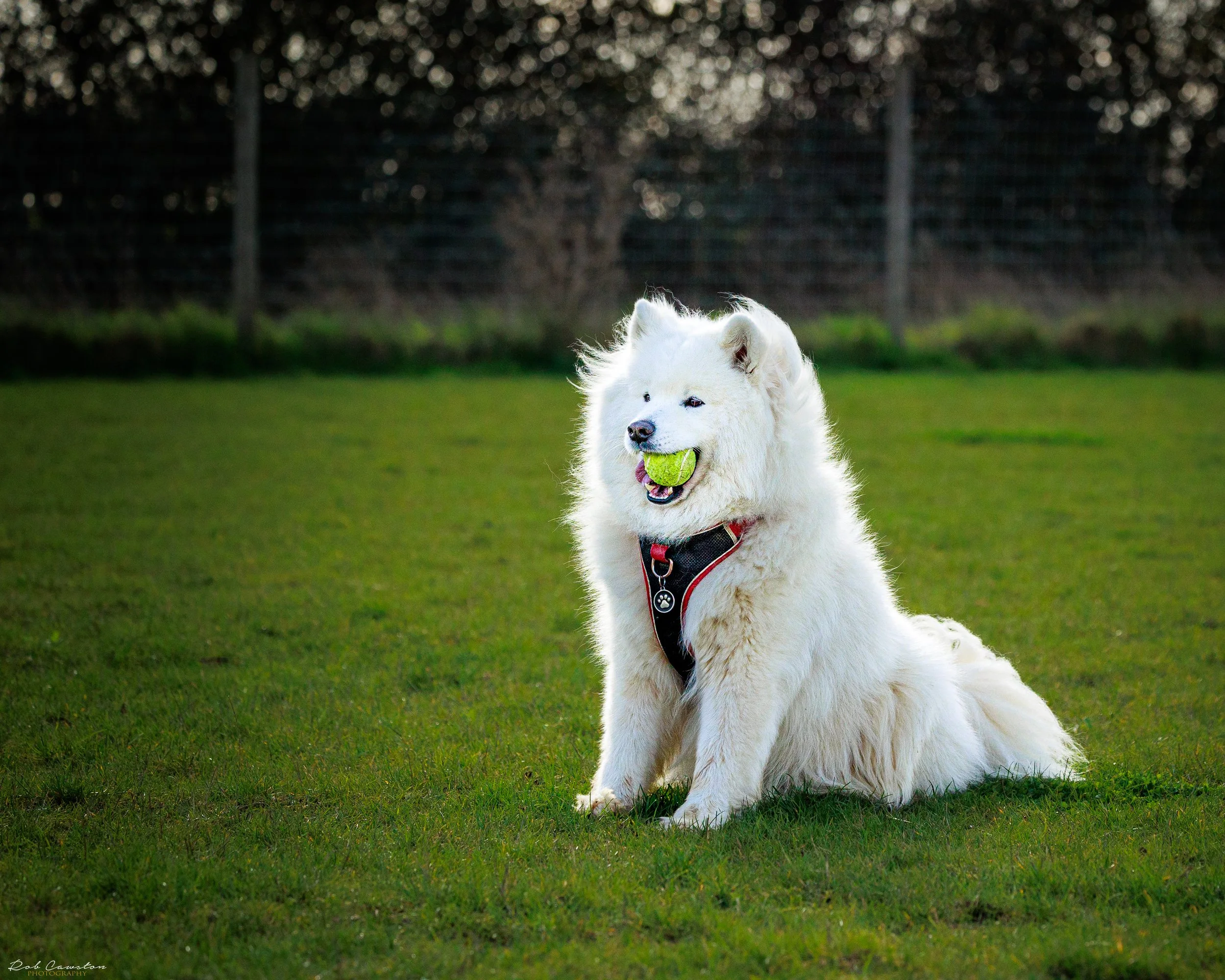 Maximus Birthday (438 of 501).jpg