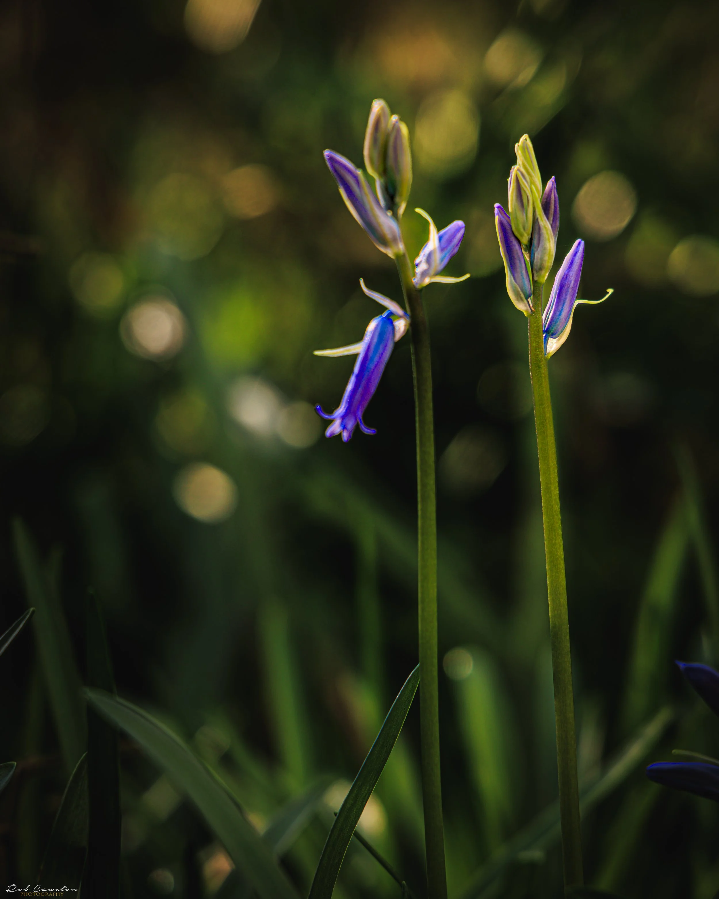 Archer's Wood (17 of 23)-4.jpg