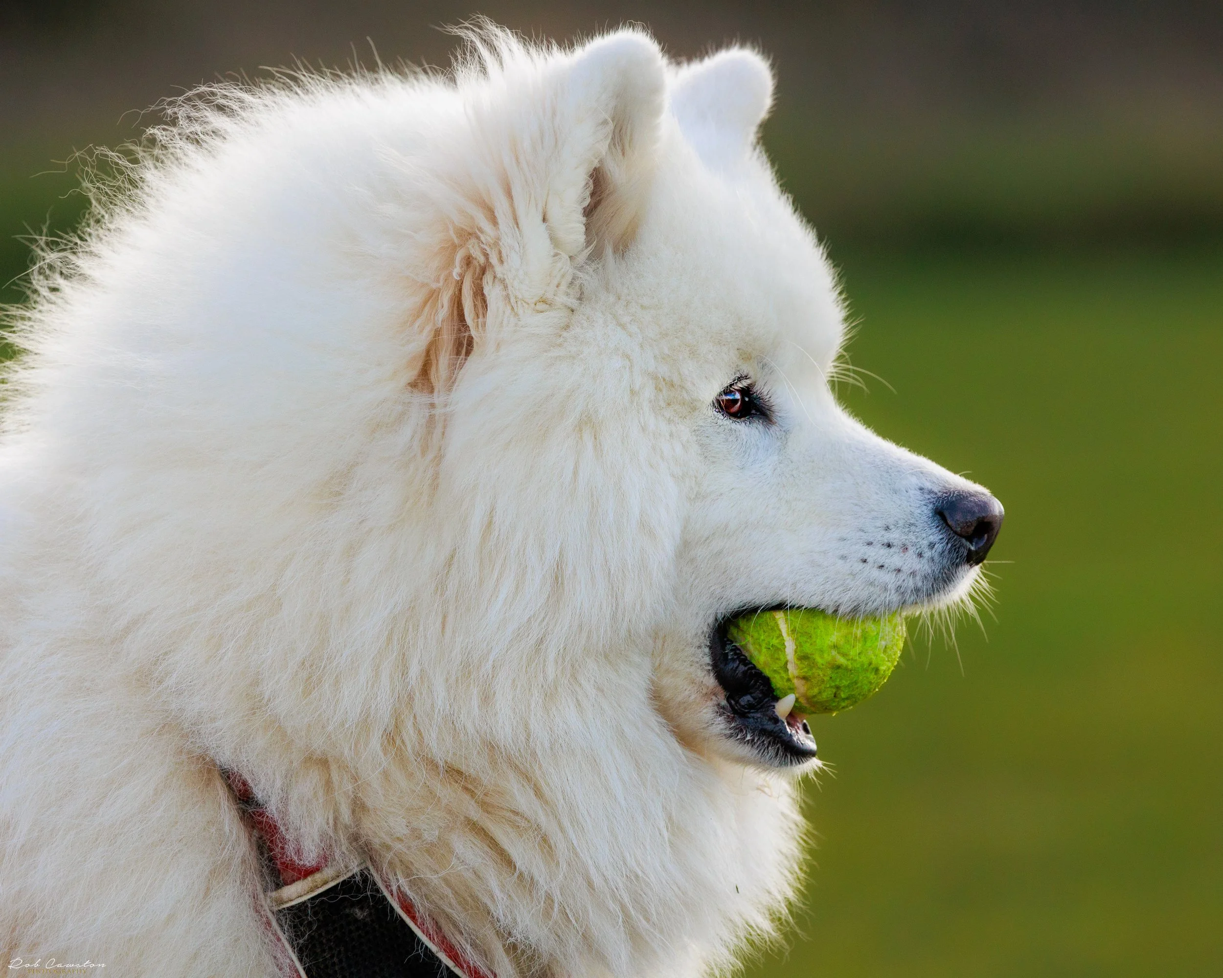 Maximus Birthday (366 of 501).jpg