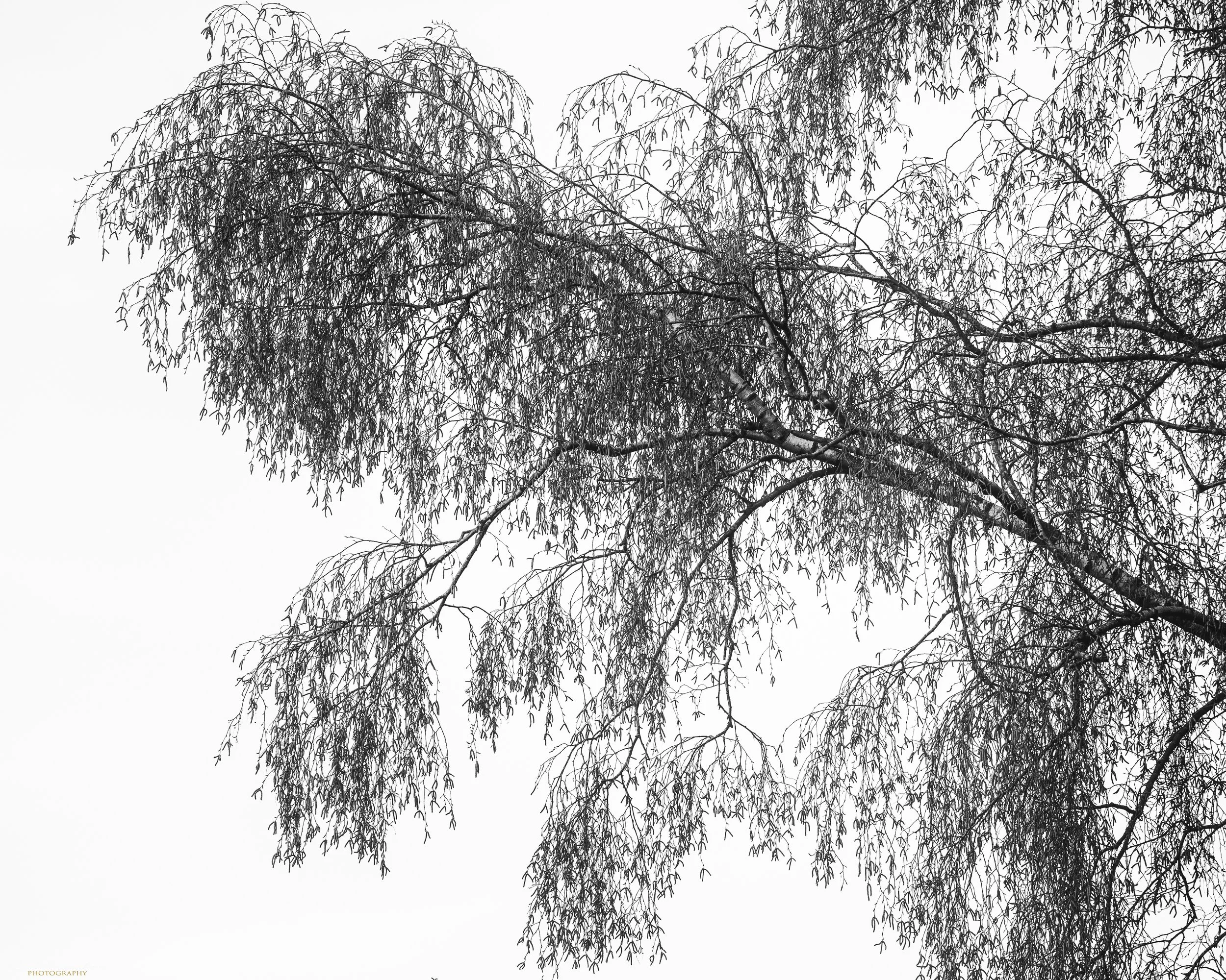 Bedford Purelius Woods new approach (19 of 28)-3.jpeg