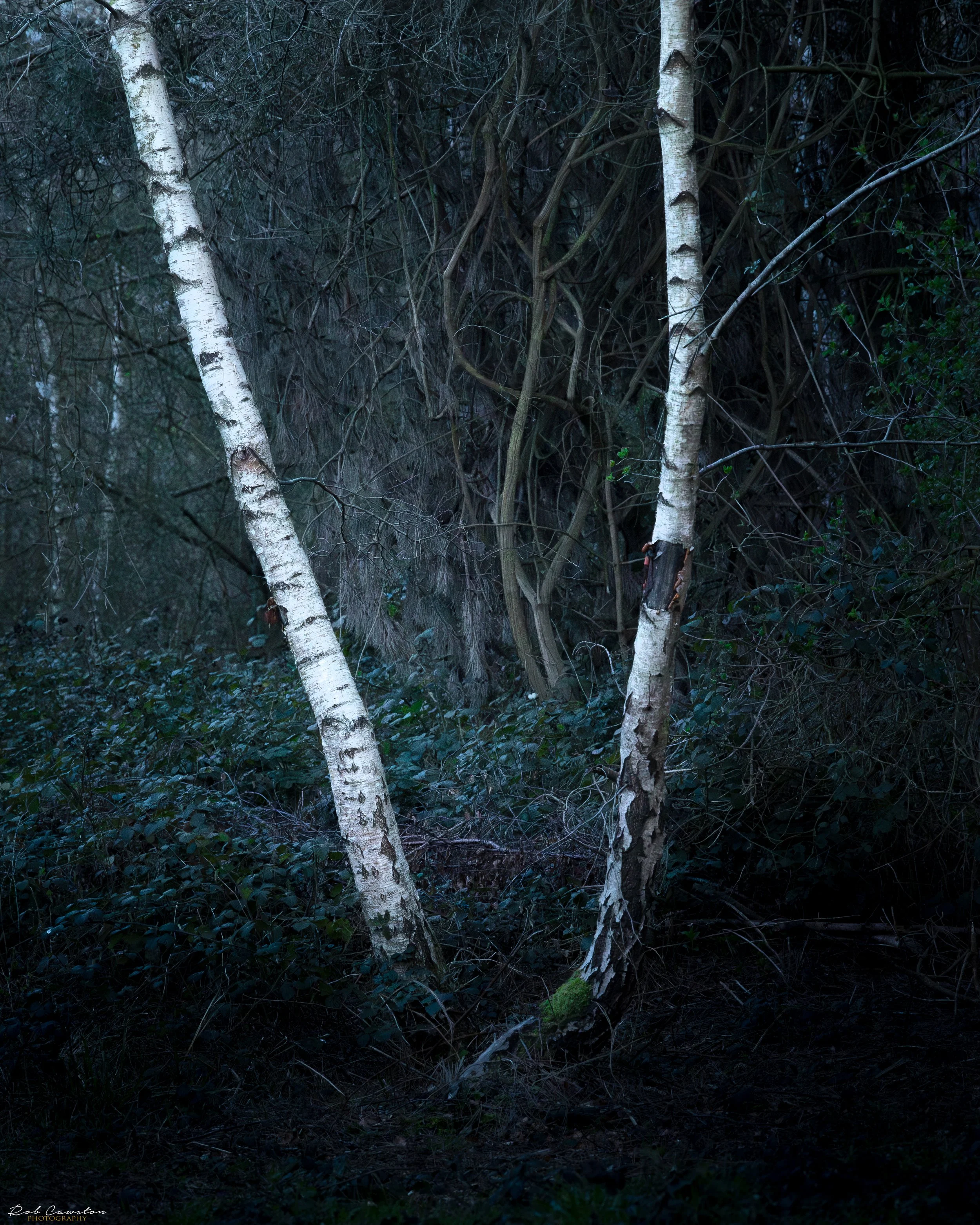 Bedford Purelius Woods new approach (28 of 28).jpg