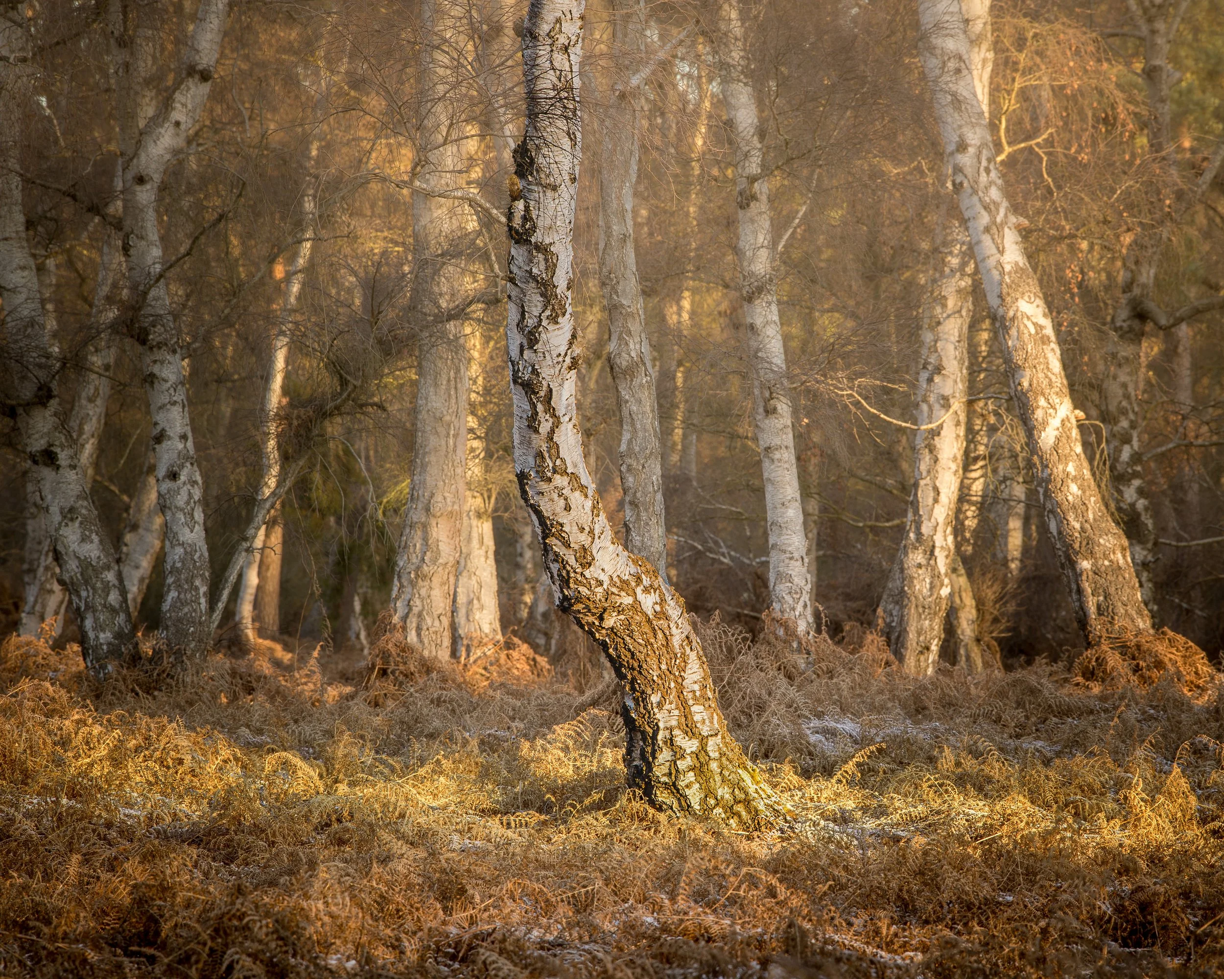 Holme Fen First Snow-2.jpg