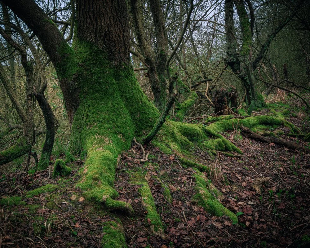 Tree Roots-.jpg