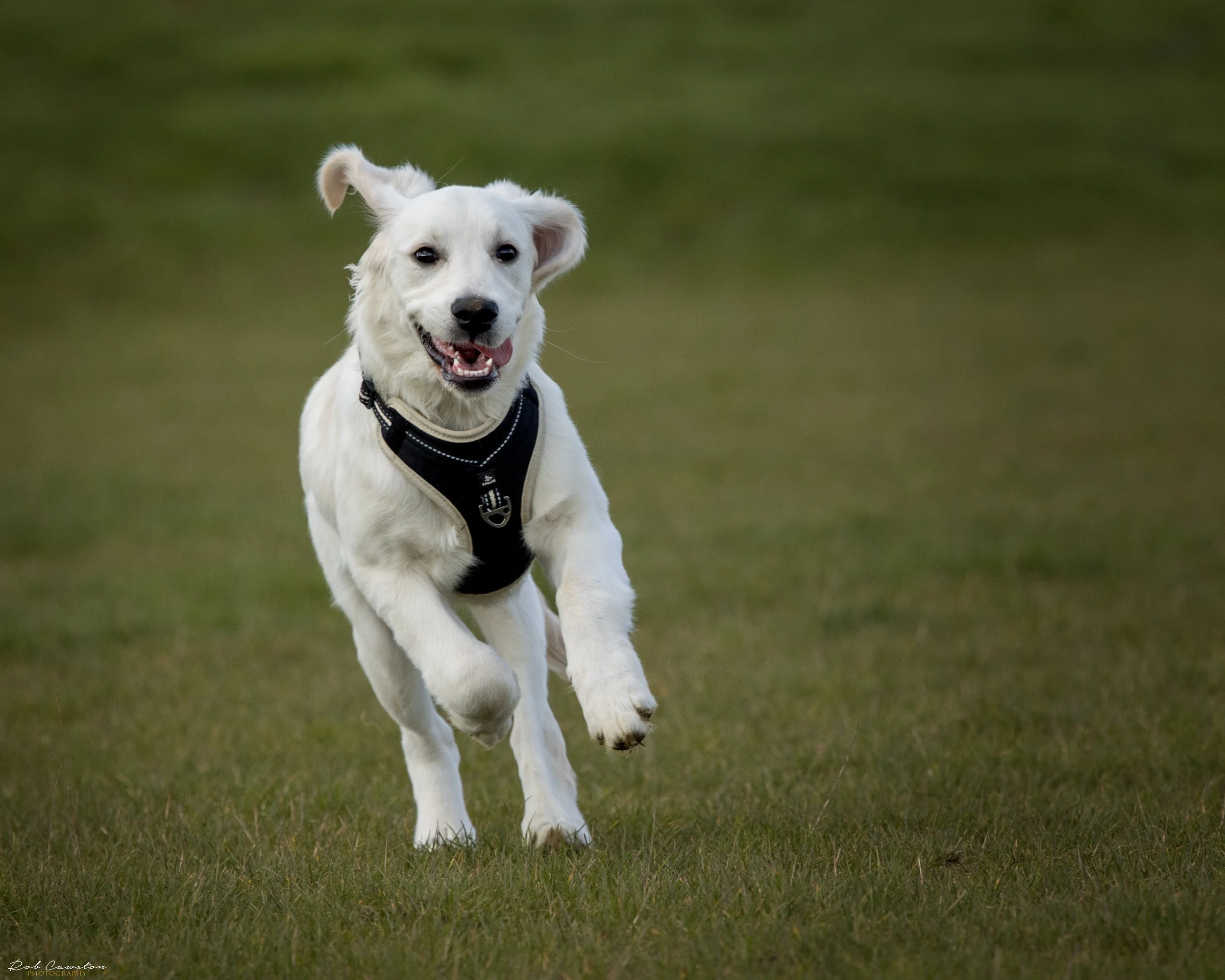 Maximus Birthday (323 of 501).jpg