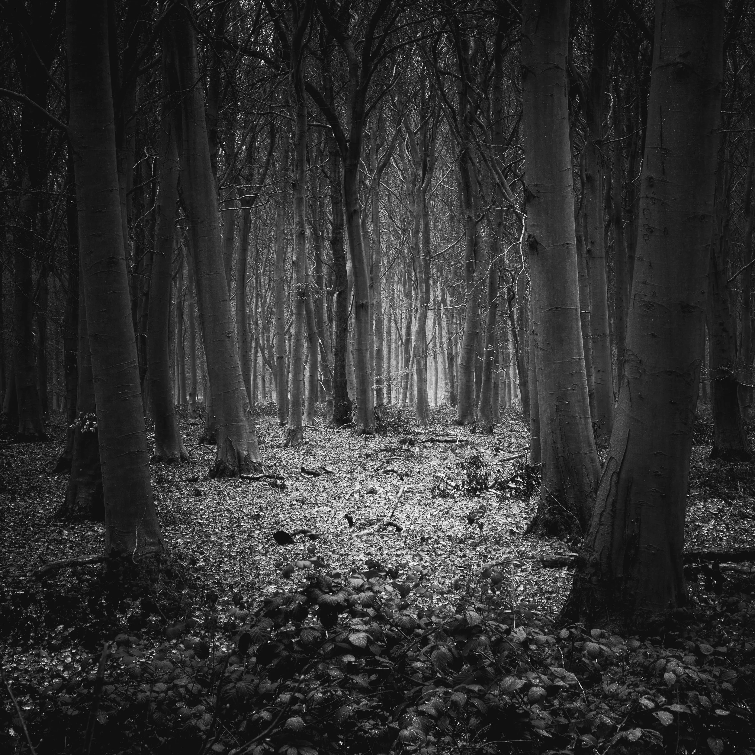 Bedford Purelius Woods