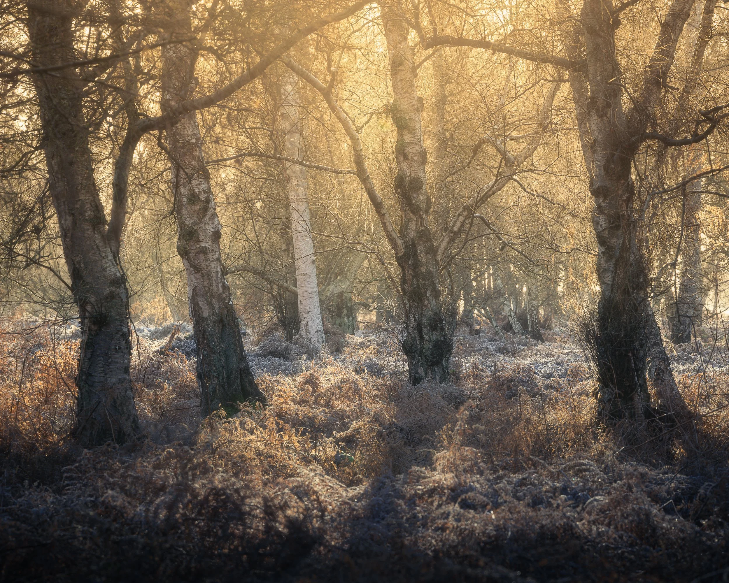 Holme Fen Boxing Day 25 (9 of 12)-Edit.jpg